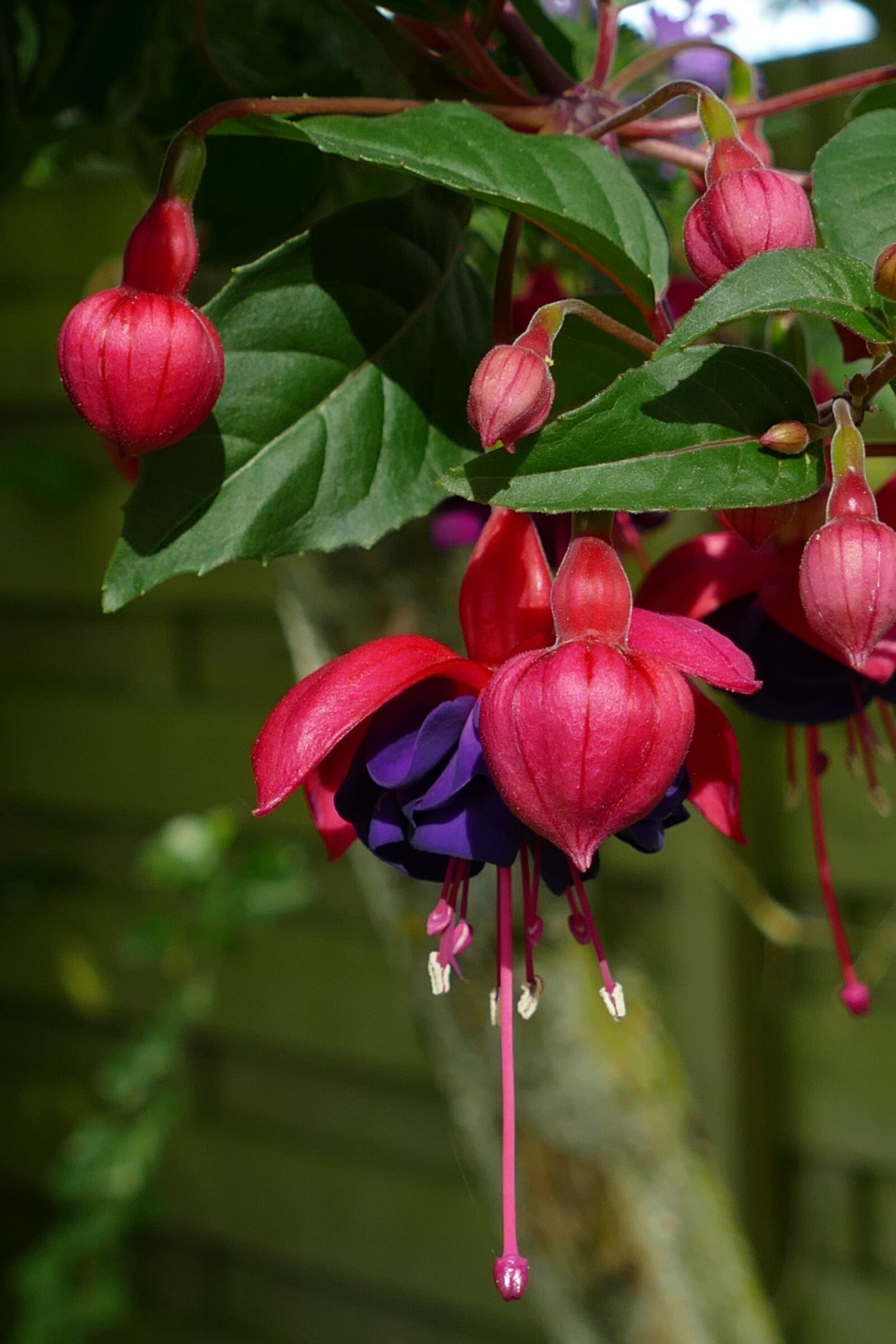 Panasonic Lumix DMC-FZ1000 sample photo. Fuchsia, flower, plant photography