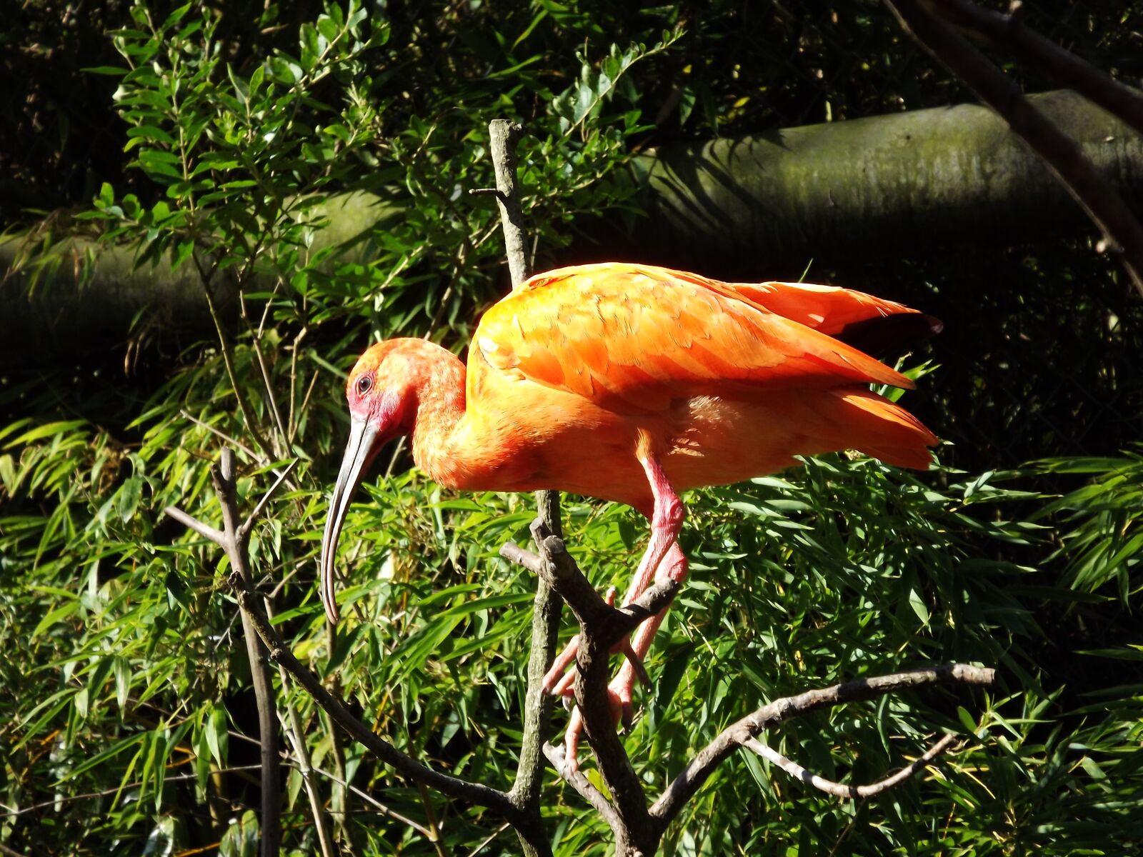 FujiFilm FinePix S4000 (FinePix S4050) sample photo. Birds, orange, feathers photography