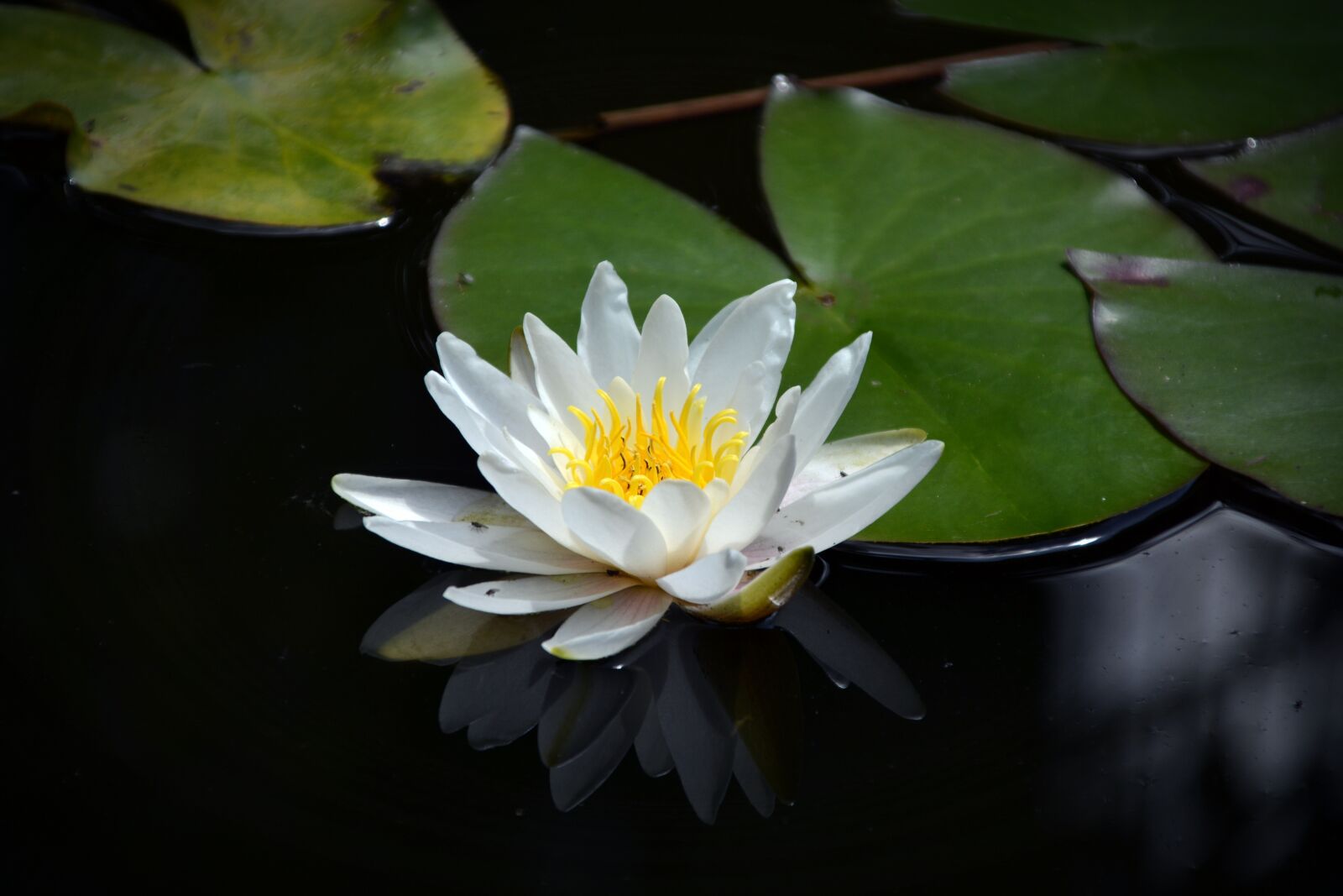 Nikon D5200 sample photo. Water lily, pond, lake photography