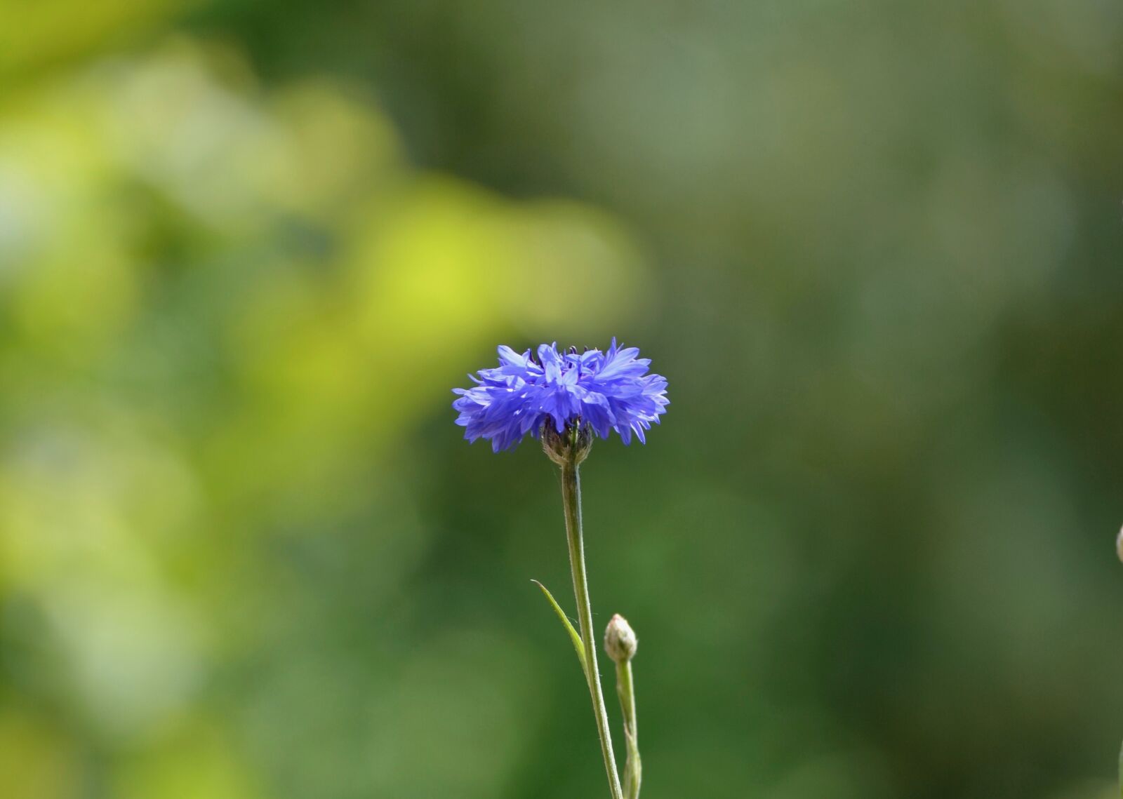 Nikon D5100 sample photo. Cornflower, pointed flower, blossom photography
