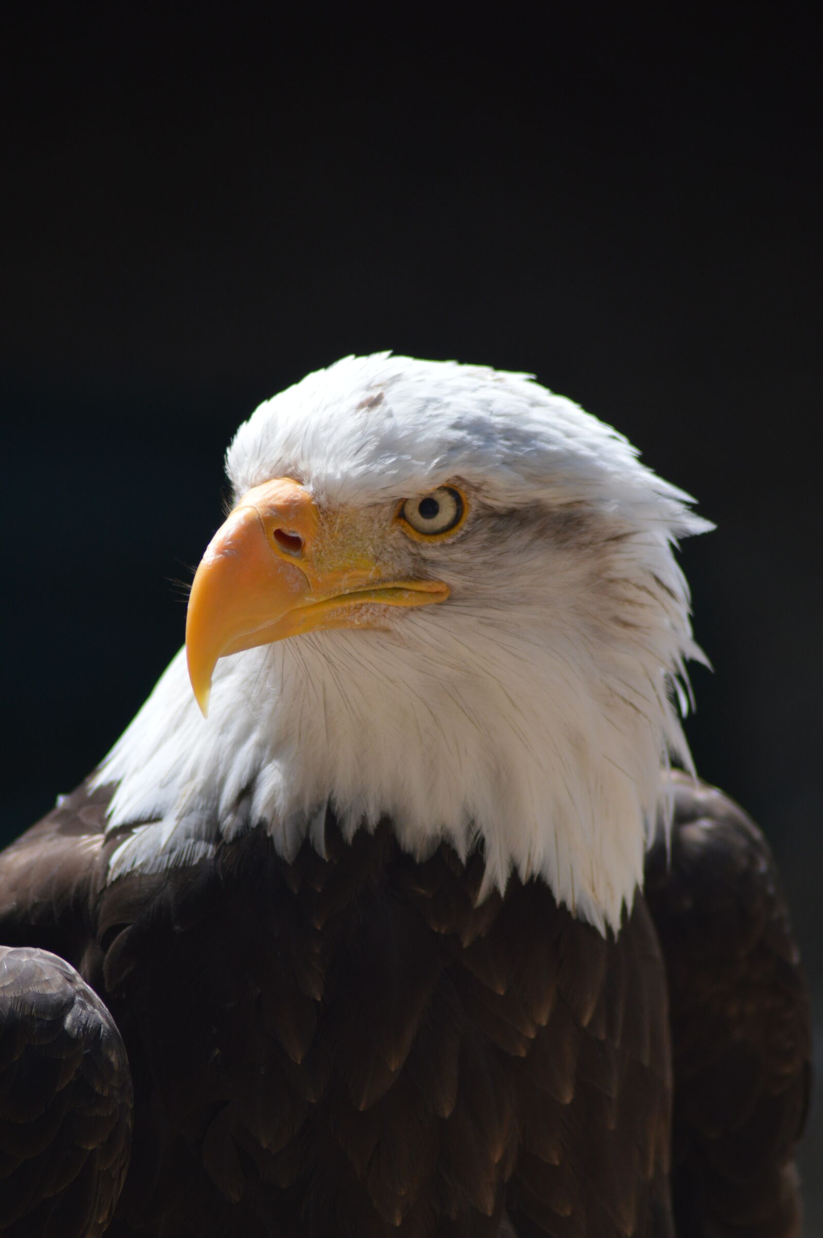 Nikon D3200 sample photo. Bird, wildlife, nature photography