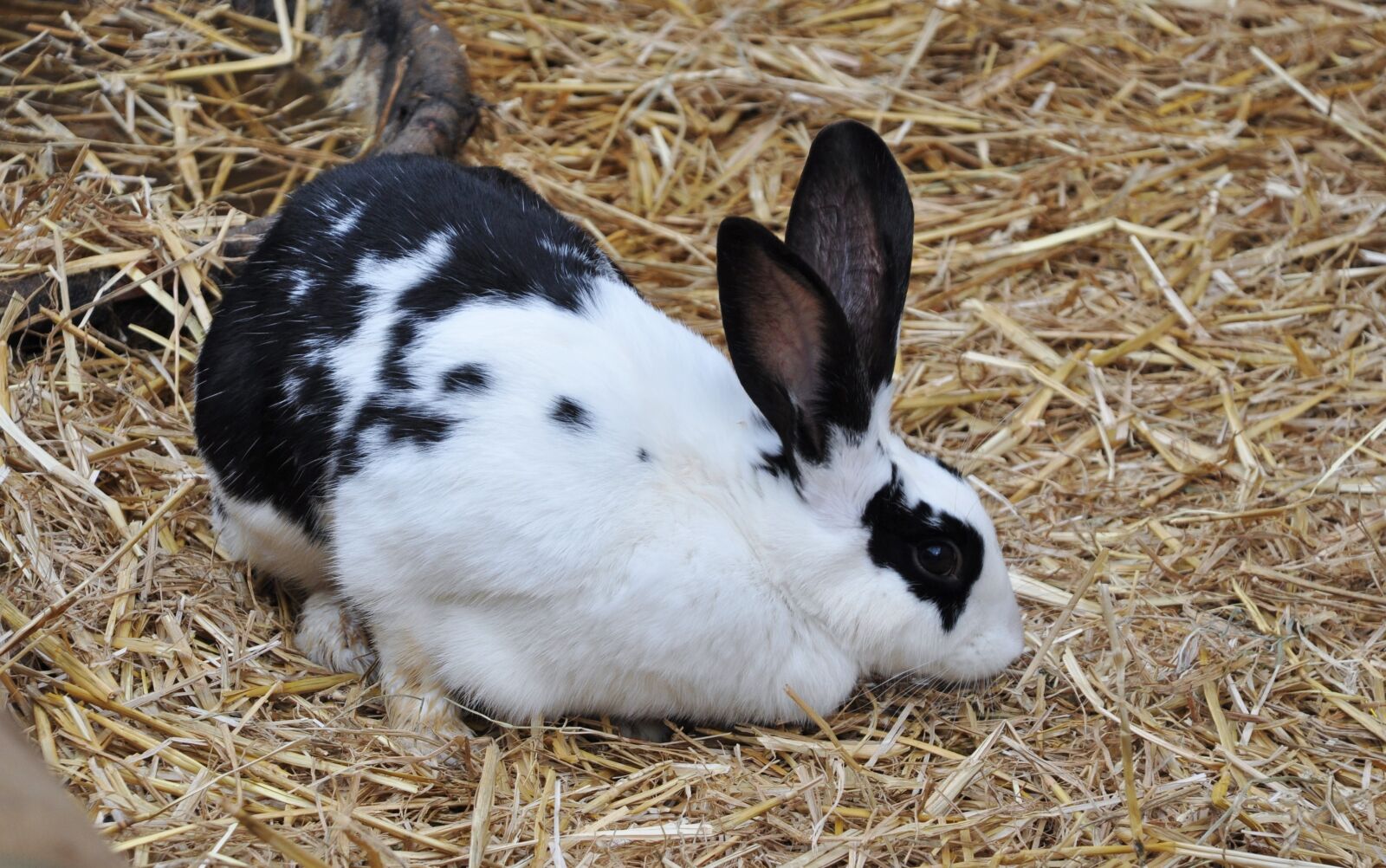 Nikon D90 sample photo. Rabbit butterfly, rabbit, animal photography
