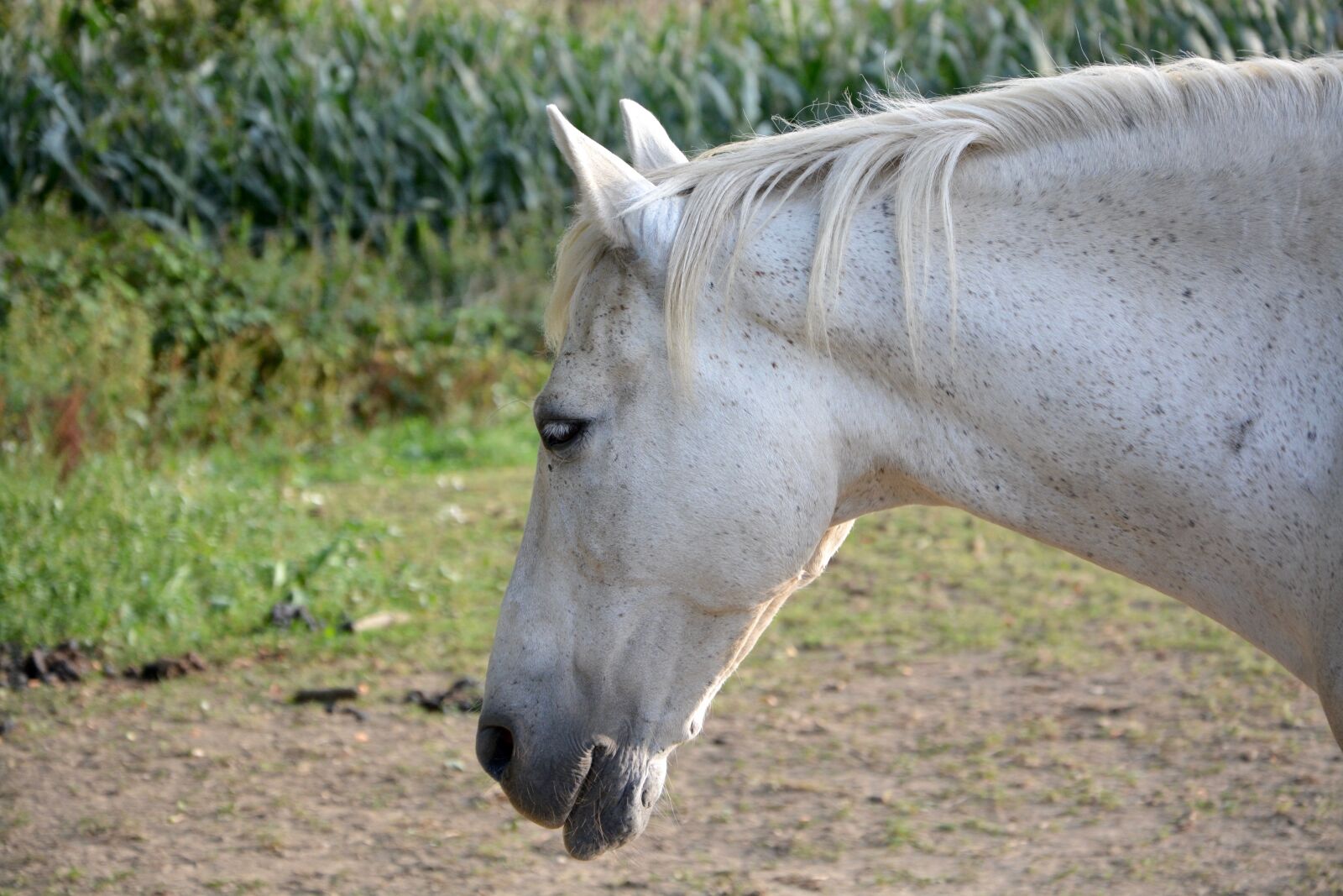 Nikon D5200 sample photo. Horse, profile, horseback riding photography