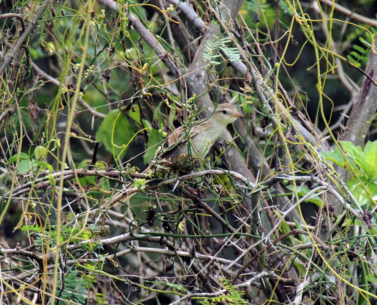Olympus OM-D E-M1 sample photo. Juvenile, bird, nature photography