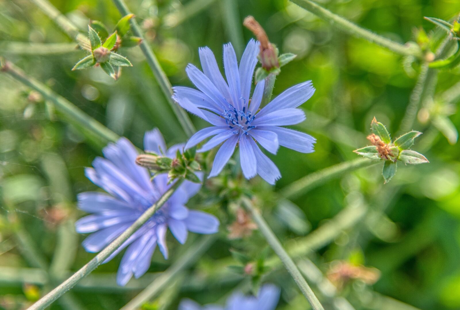 Nikon D750 sample photo. Common chicory, wild flower photography