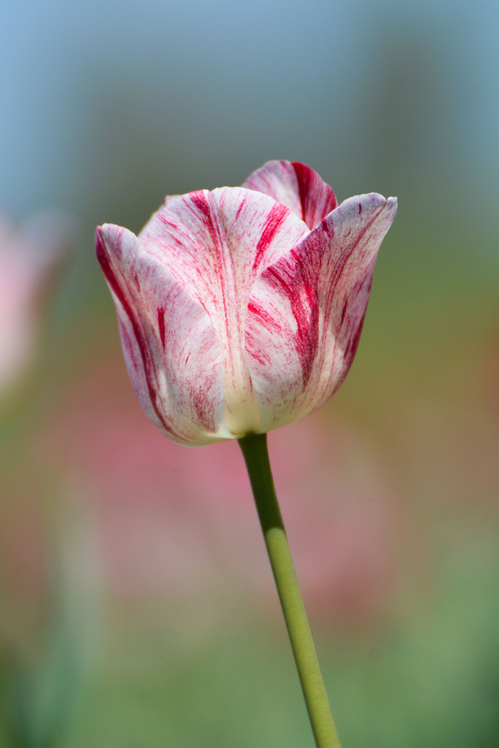 Nikon D7100 sample photo. Tulips, flower, holland photography