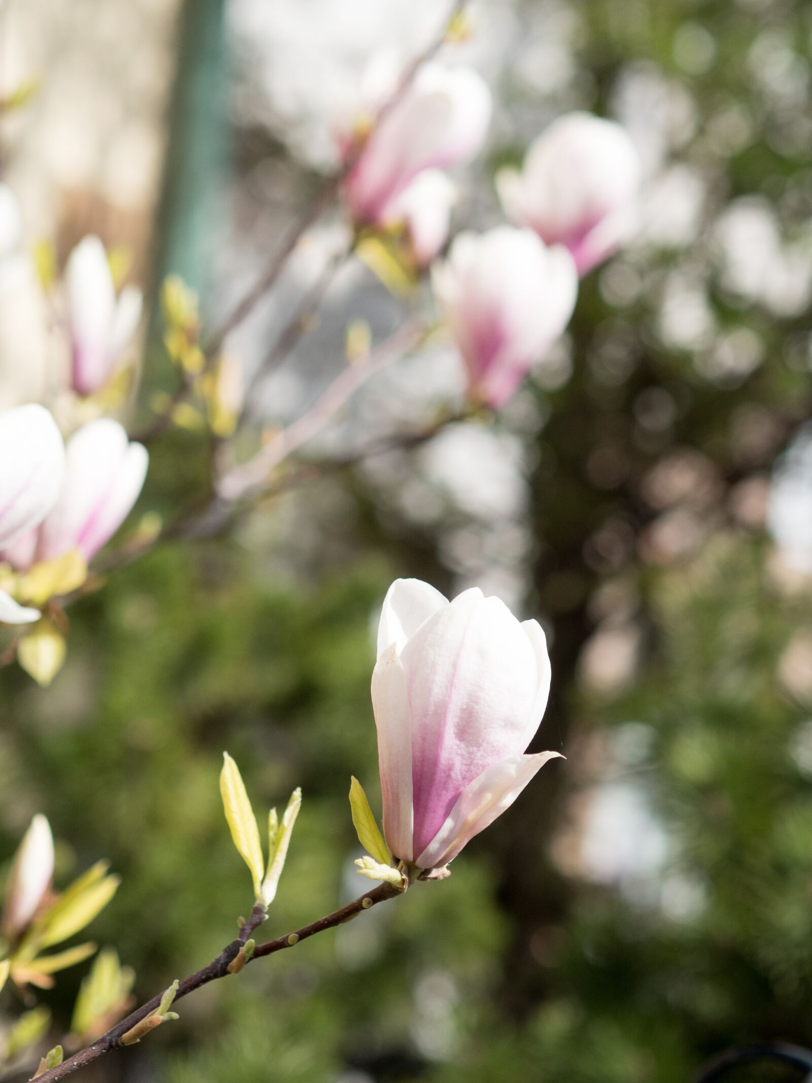 Olympus OM-D E-M5 II + Olympus M.Zuiko Digital 45mm F1.8 sample photo. Flower, nature, flora photography