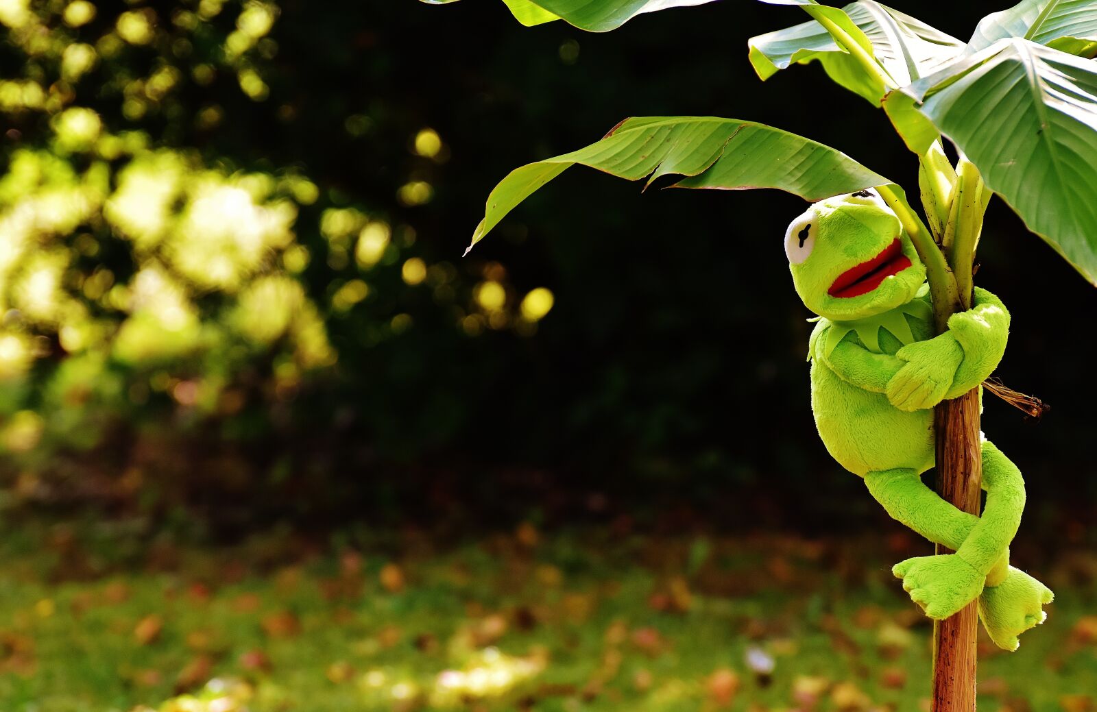 Nikon D7200 sample photo. Exasperate, kermit, frog photography