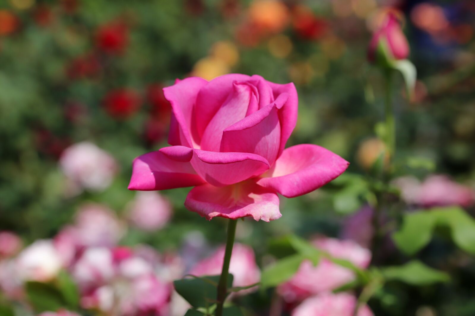 Canon EOS 6D Mark II sample photo. Rose, petal, flowers photography