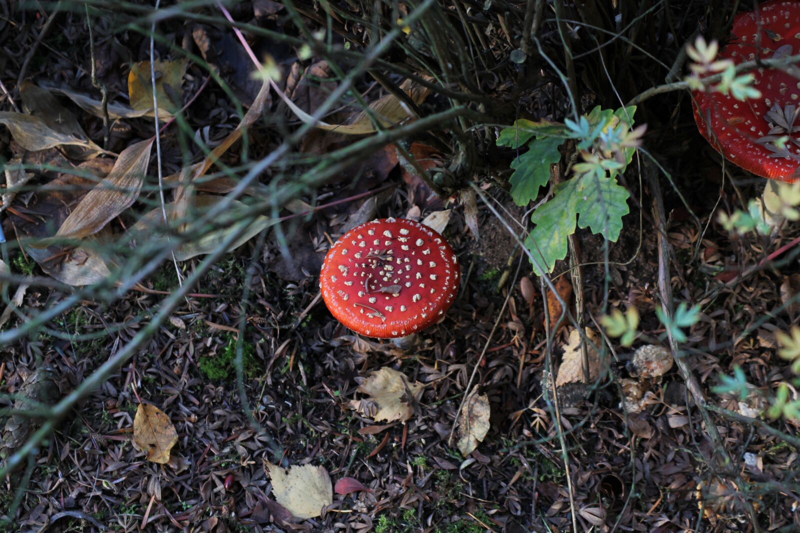 Canon EOS 1100D (EOS Rebel T3 / EOS Kiss X50) sample photo. Mushroom, fly agaric, autumn photography