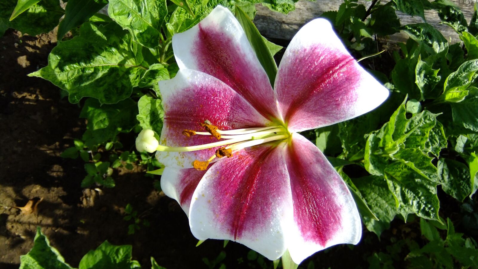 FujiFilm FinePix F80EXR (FinePix F85EXR) sample photo. Nature, summer, flower photography