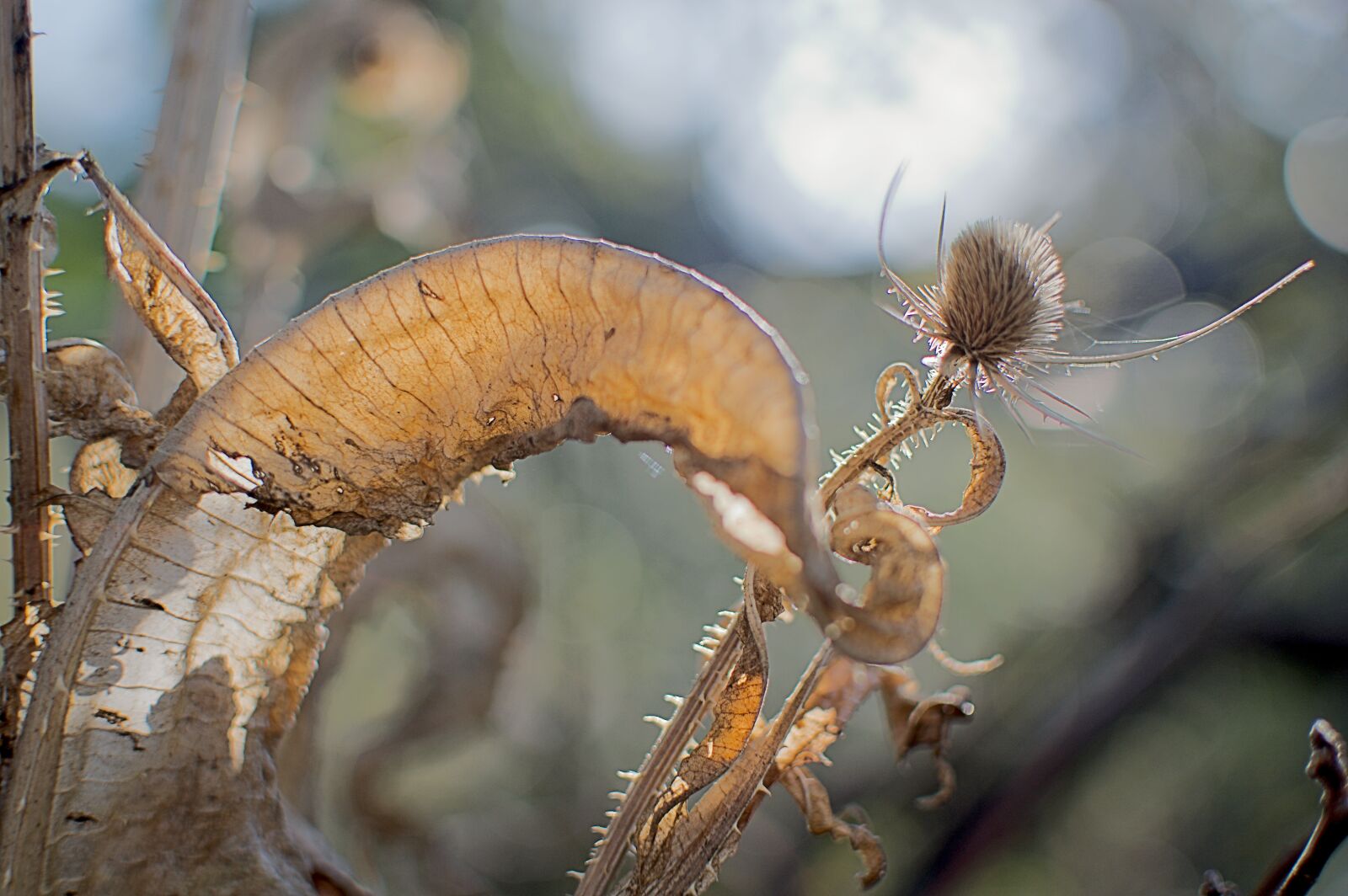 Nikon D3200 sample photo. Flora, distel, gegenlicht photography