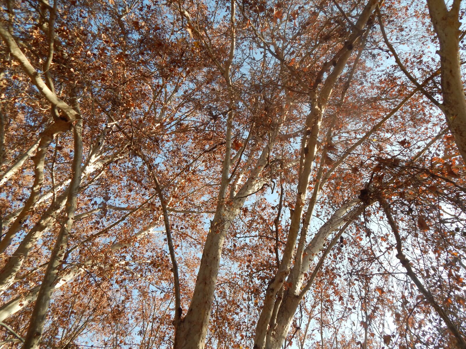 Nikon Coolpix L820 sample photo. Trees, autumn, golden autumn photography
