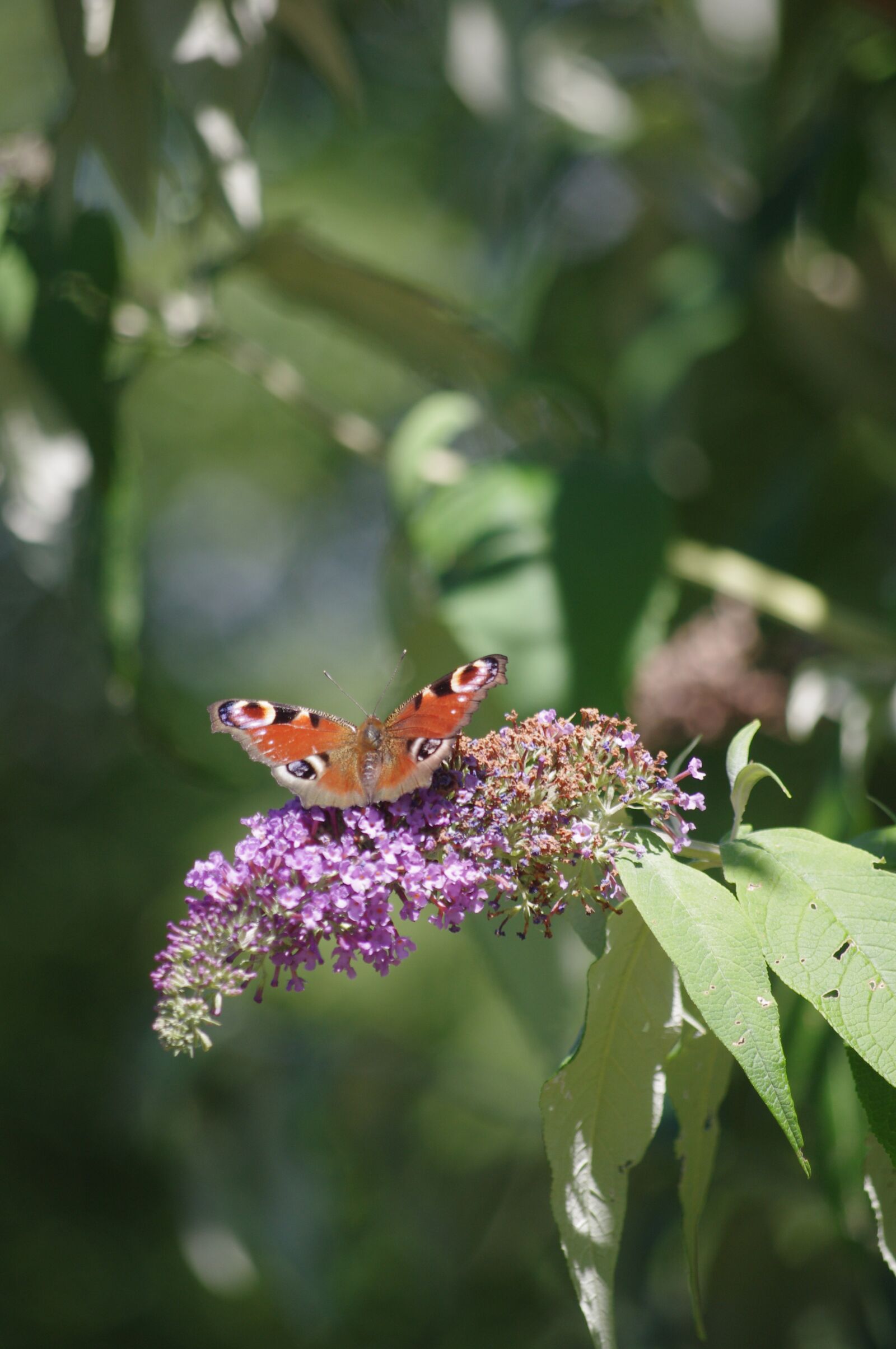 Pentax K-r sample photo. Butterfly, peacock, insects photography