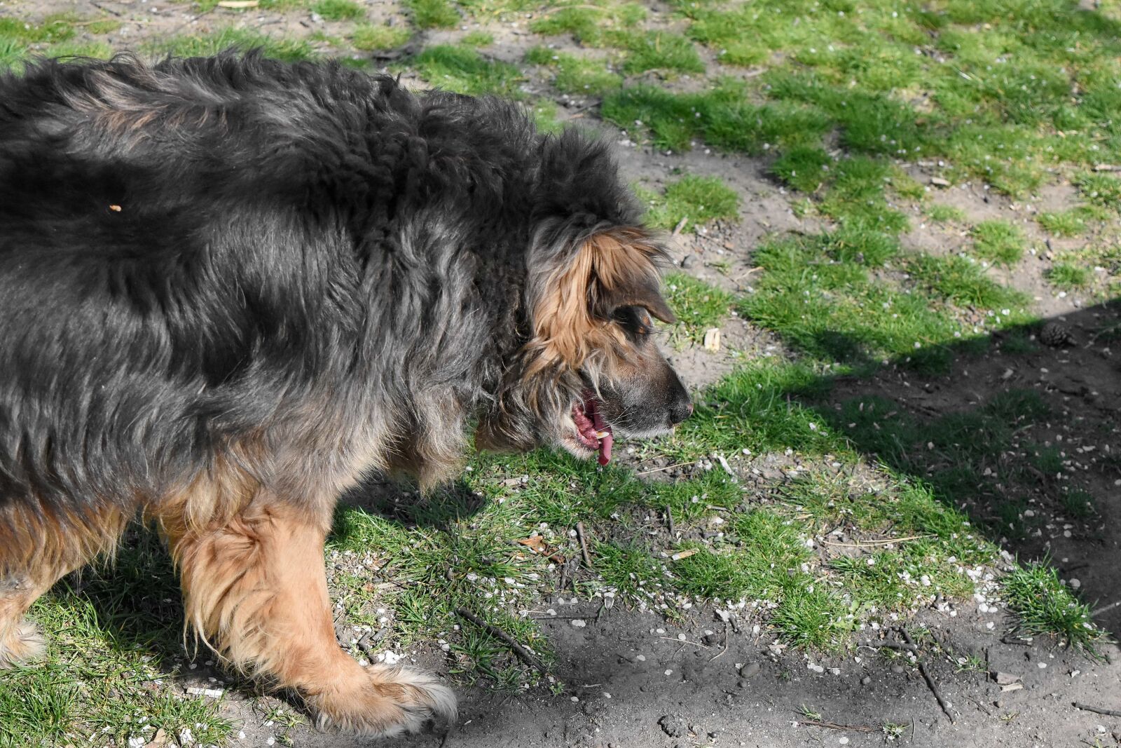 Nikon D5500 sample photo. Shepherd dog, canine, hound photography