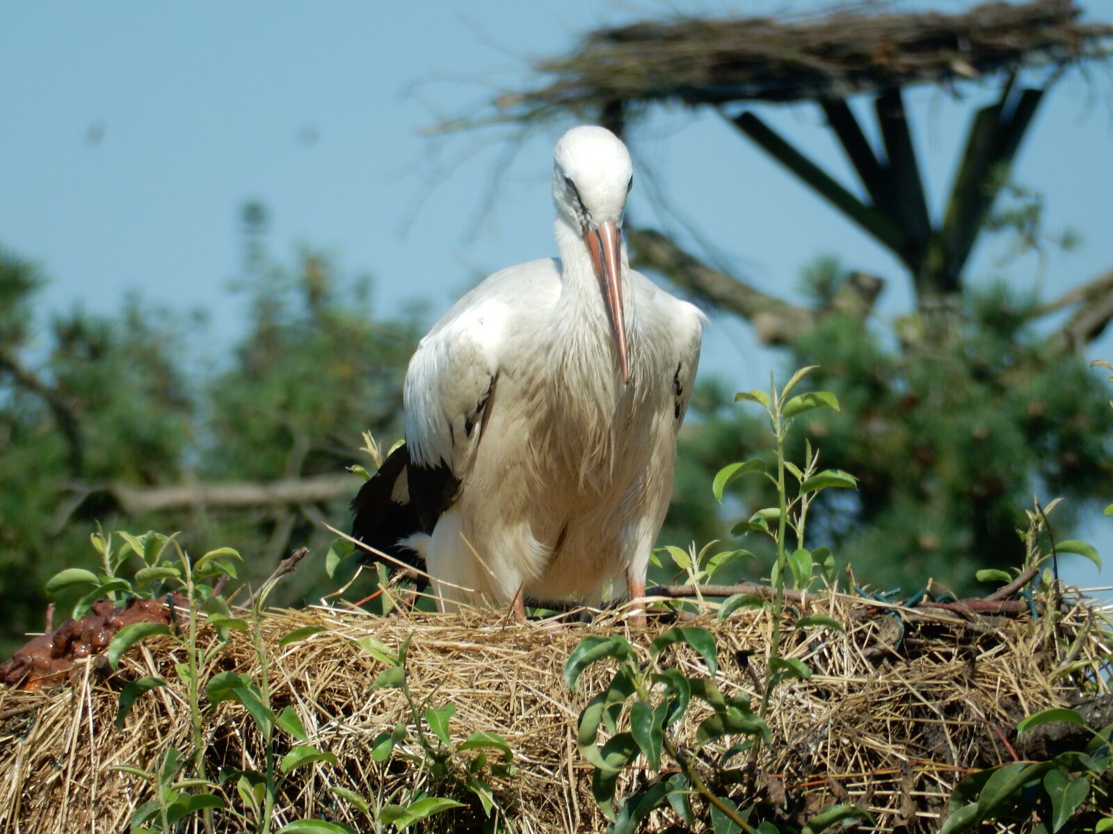 Nikon Coolpix S9700 sample photo. Stork, animal, bird photography