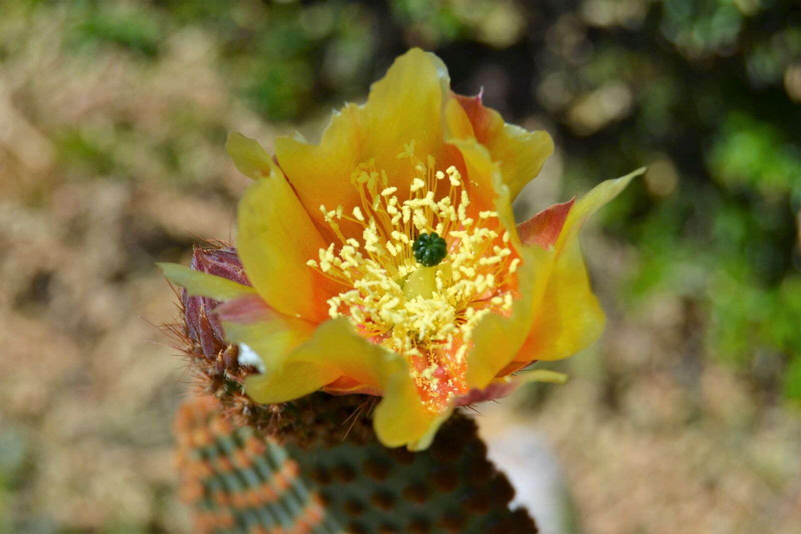 Nikon D3100 sample photo. Cactus, garden, flowering photography