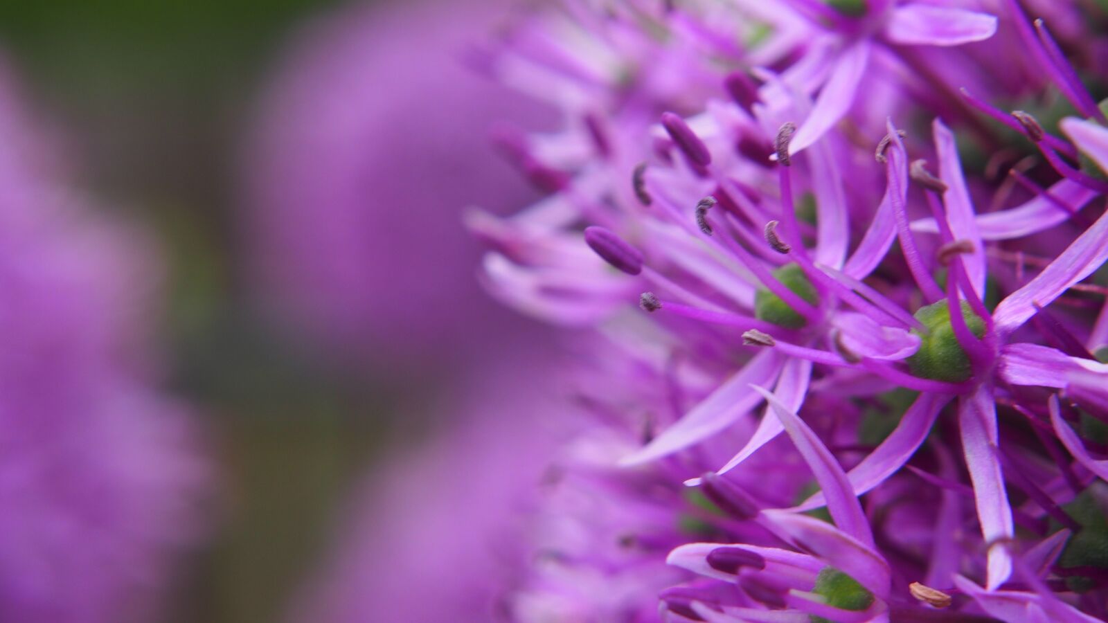 Olympus PEN E-PL6 sample photo. Flower, flowers, garlic photography