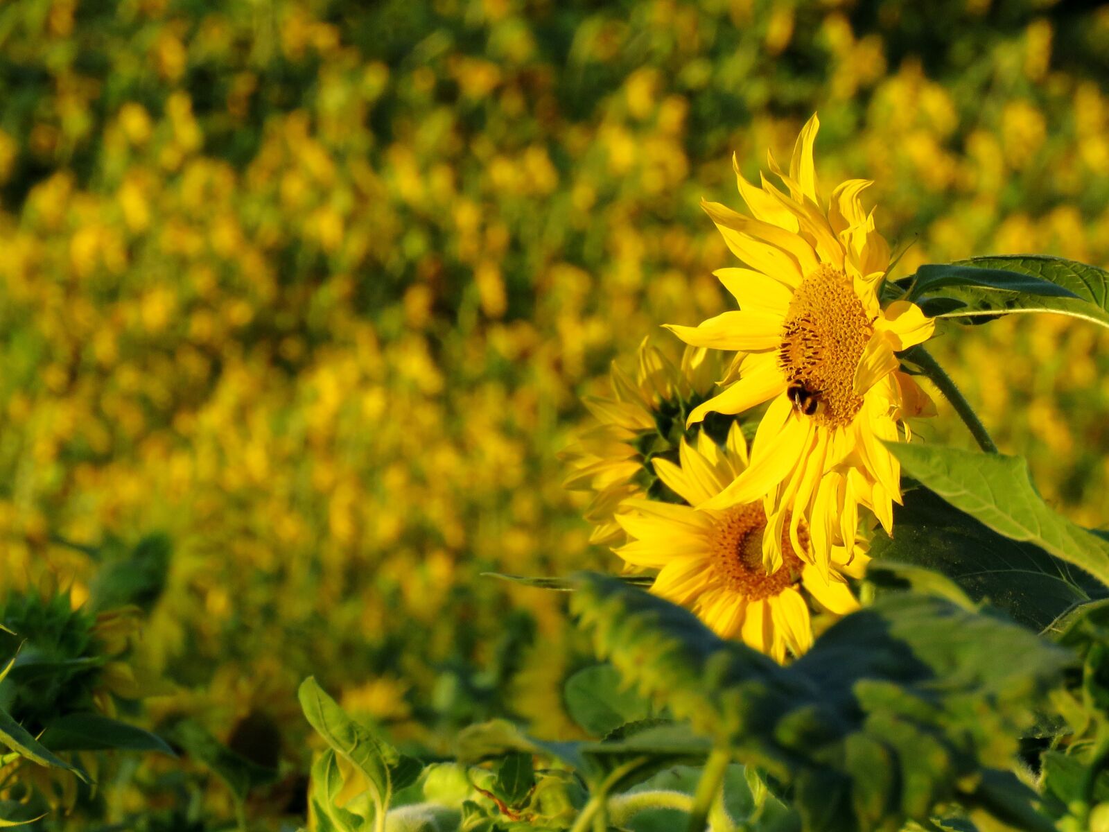 Canon PowerShot SX60 HS sample photo. Sunflower, sunflower field, yellow photography