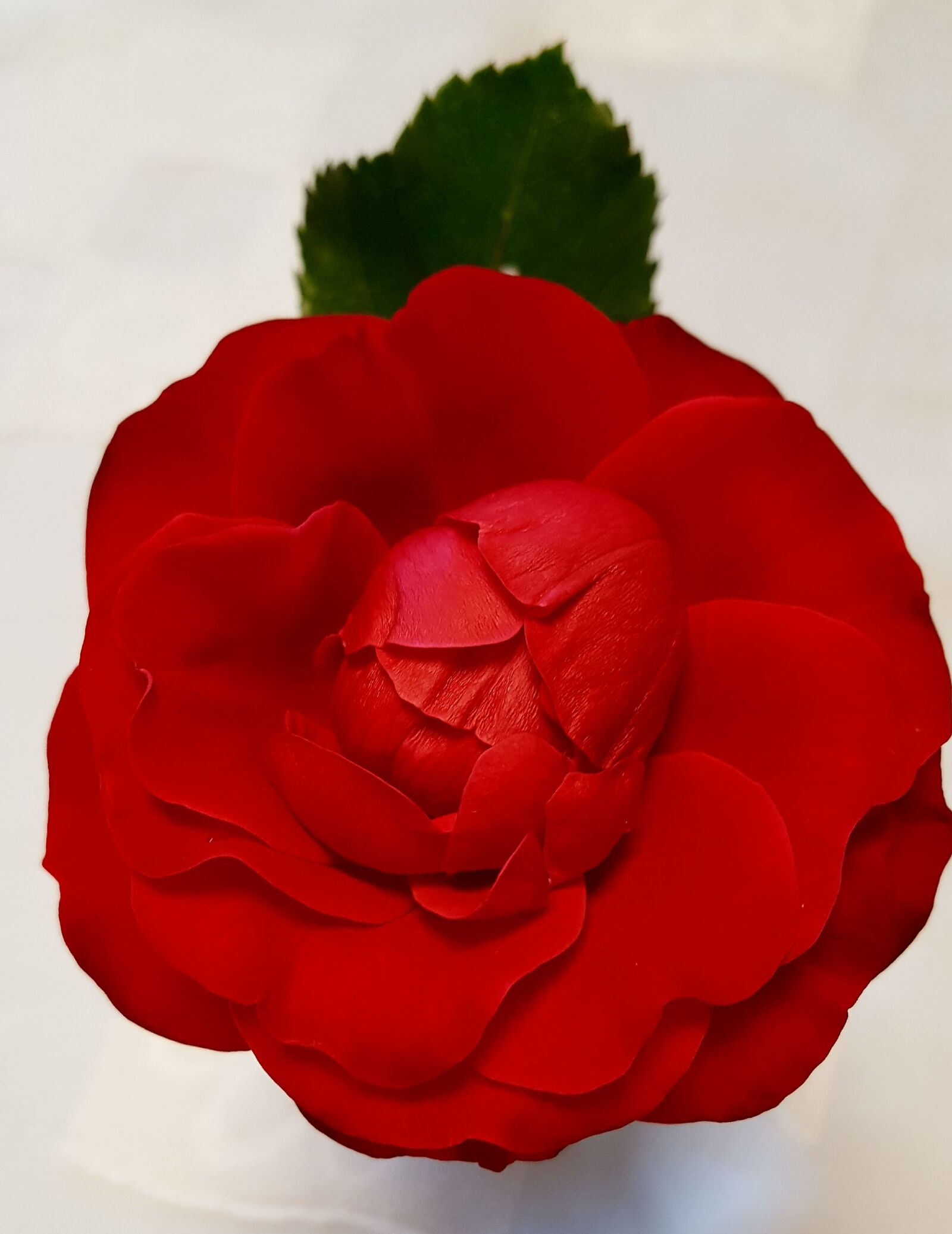 Samsung Galaxy S6 sample photo. Flower, rose, red photography