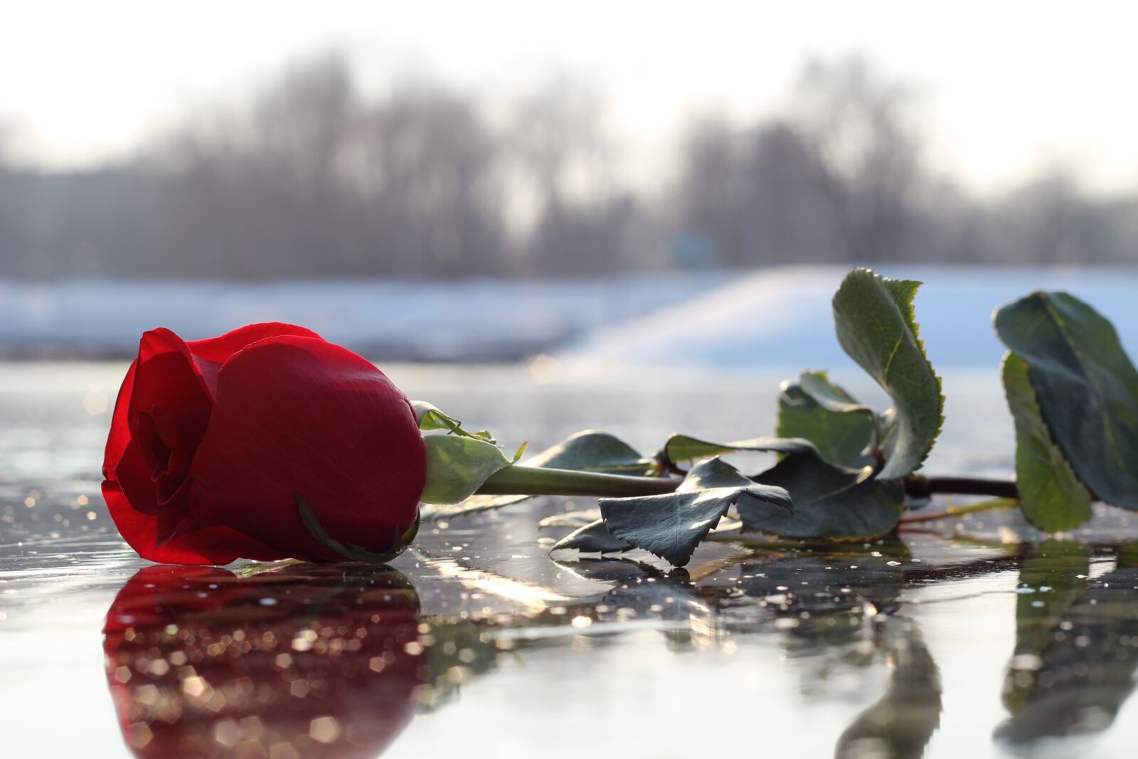 Canon EOS 600D (Rebel EOS T3i / EOS Kiss X5) + Canon EF 50mm F1.8 II sample photo. Red rose on ice photography