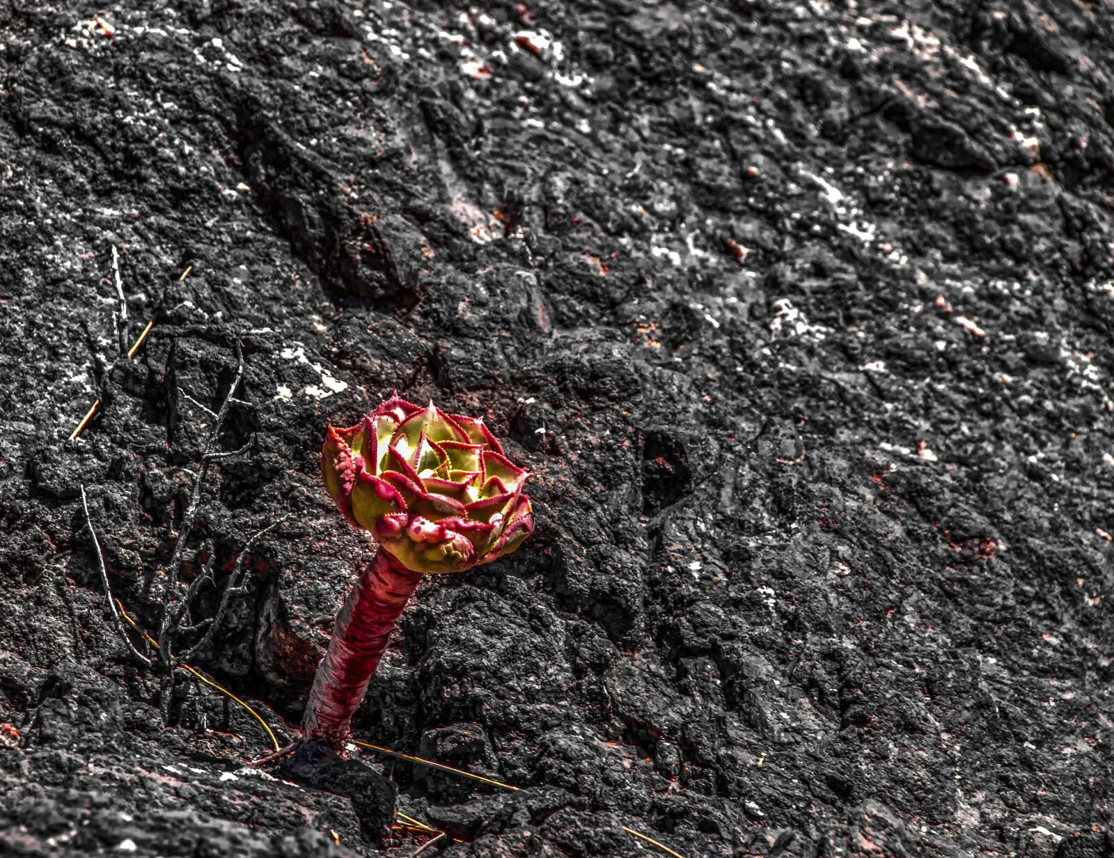 Canon EOS 650D (EOS Rebel T4i / EOS Kiss X6i) sample photo. Volcanic rock, plant, nature photography