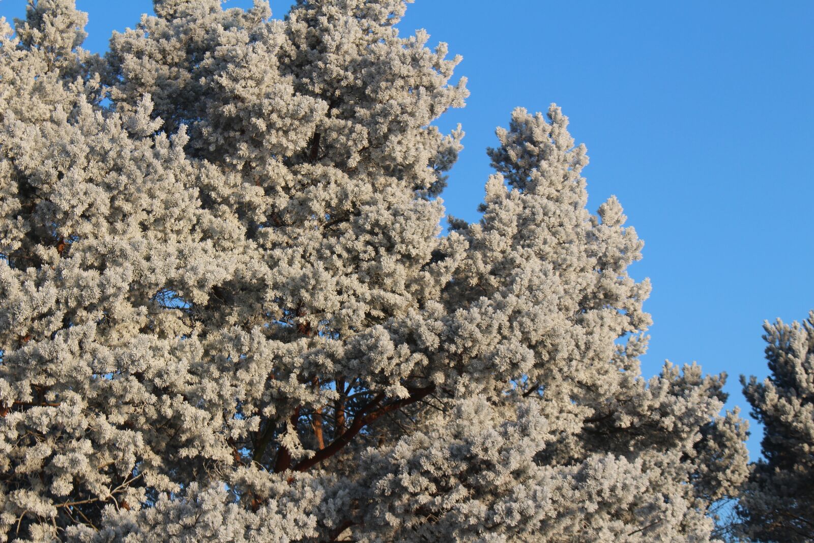 Canon EOS 100D (EOS Rebel SL1 / EOS Kiss X7) sample photo. Frost, forest, landscape photography