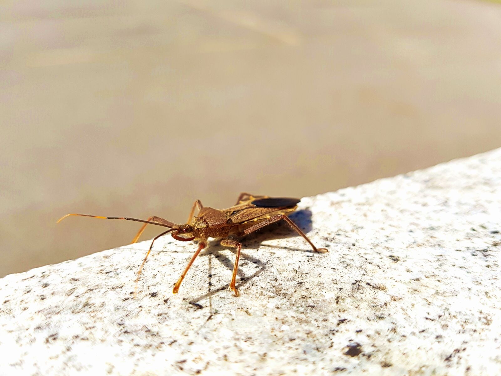 Samsung Galaxy S7 Edge sample photo. Insects, pest, out photography