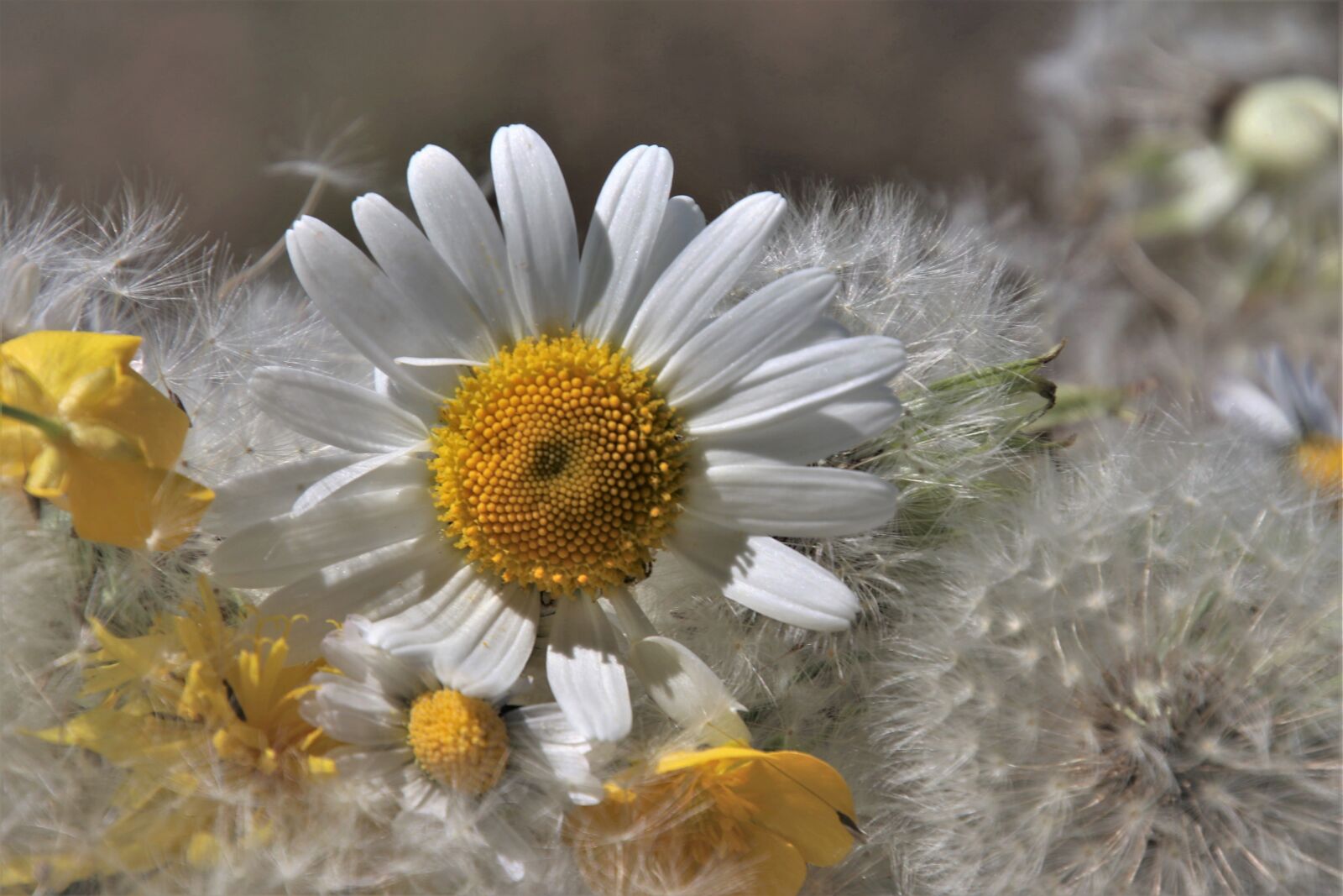 Canon EOS 80D sample photo. Dandelion common, fluffy, nuns photography