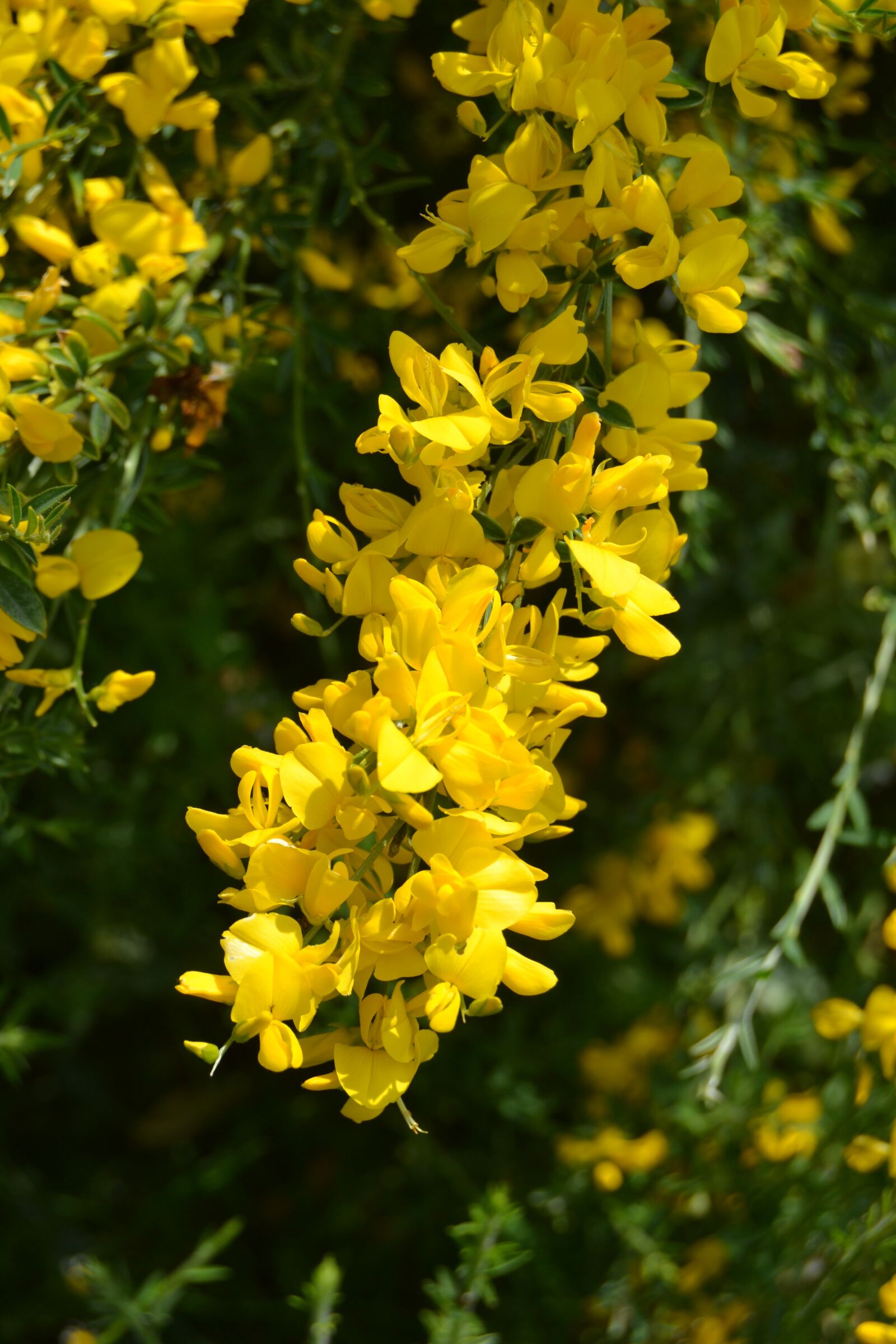 Nikon D3100 sample photo. Flower, genista, broom photography