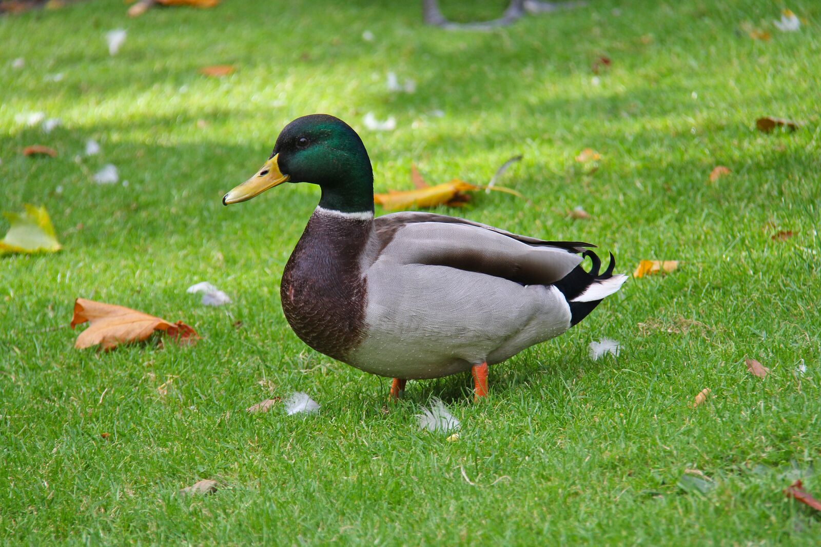 Canon EF-S 18-200mm F3.5-5.6 IS sample photo. Duck, phoenix park, park photography
