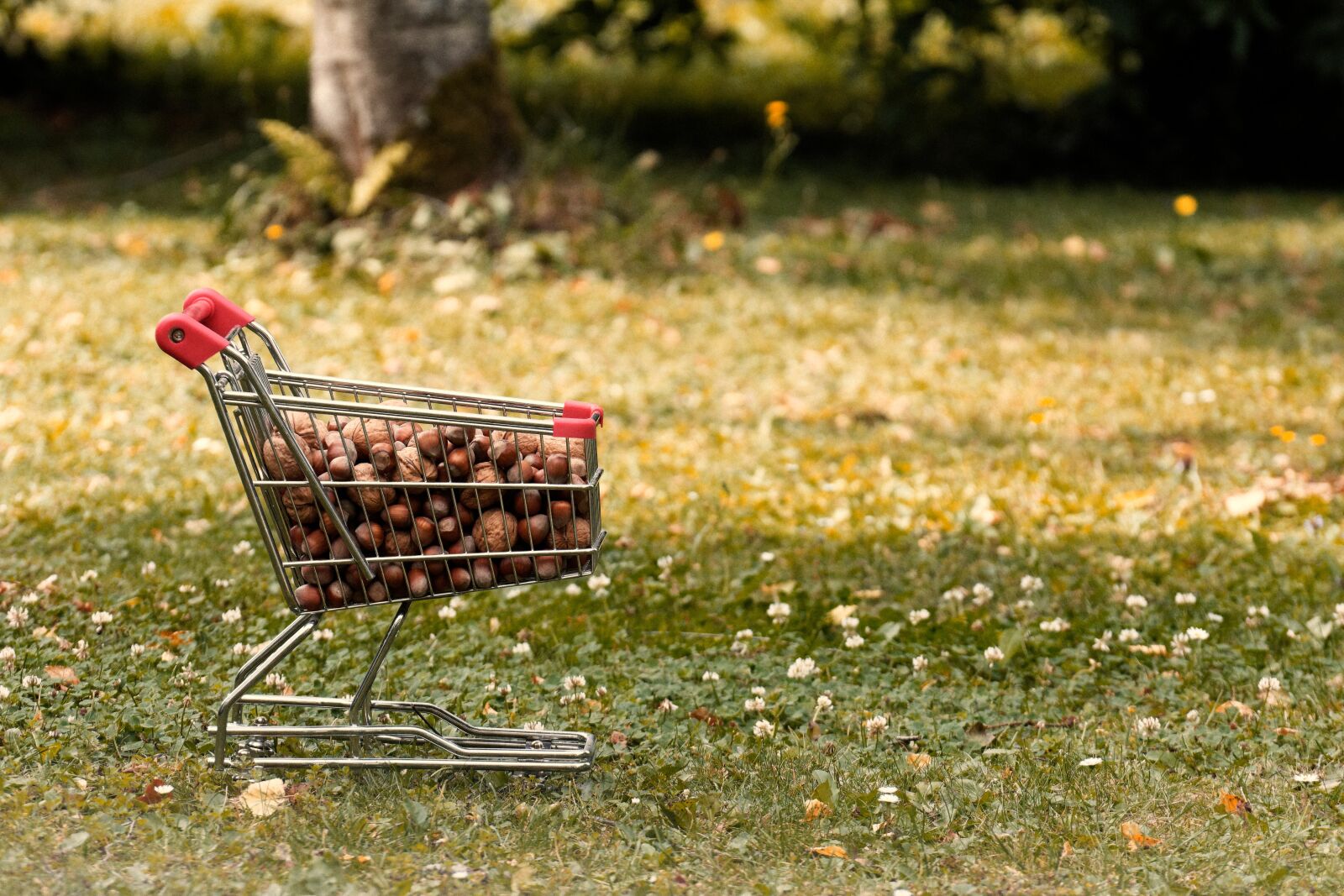Nikon D7200 sample photo. Shopping cart, walnuts, hazelnuts photography