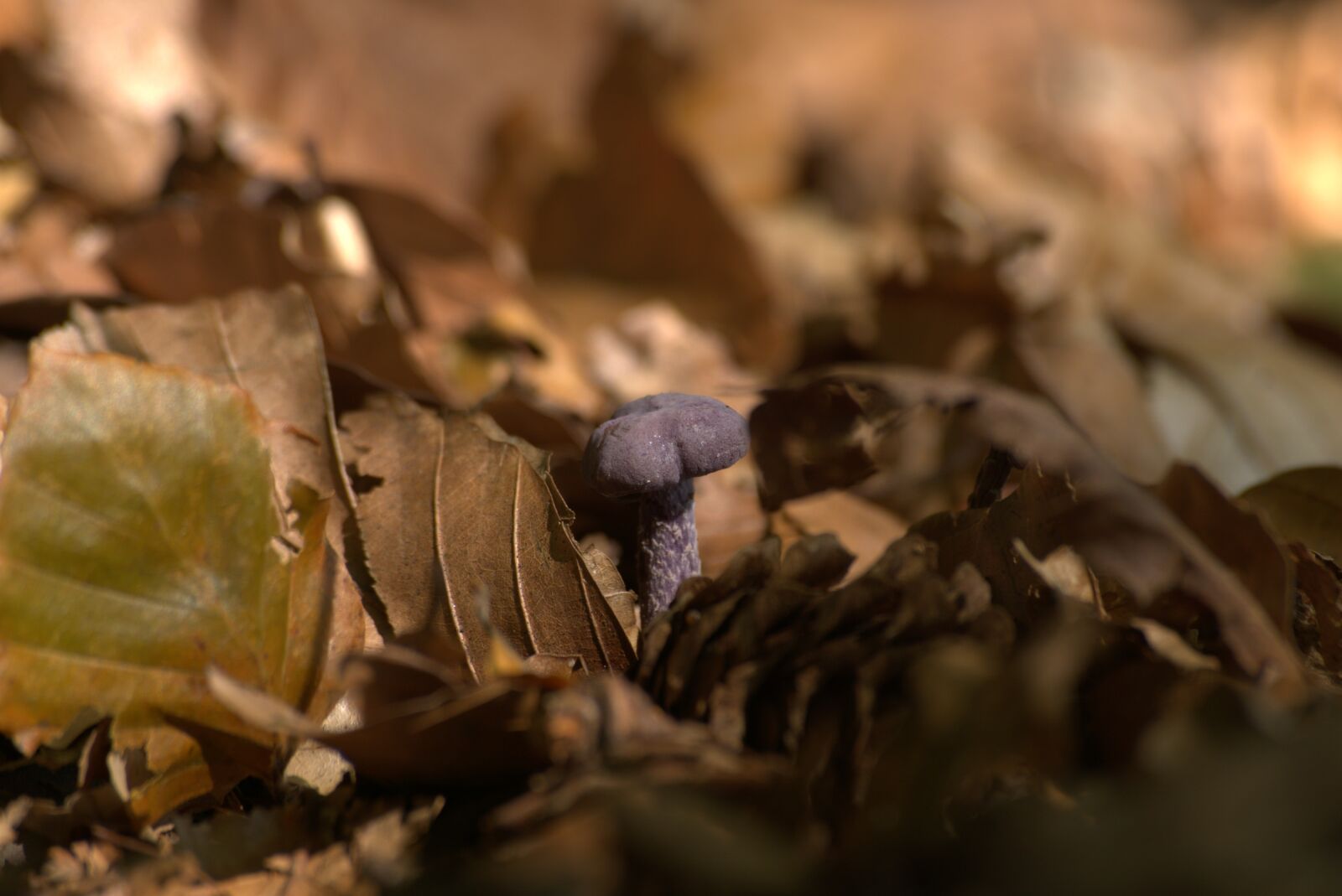 Sony ILCA-77M2 sample photo. Mushroom, leaves, fall photography