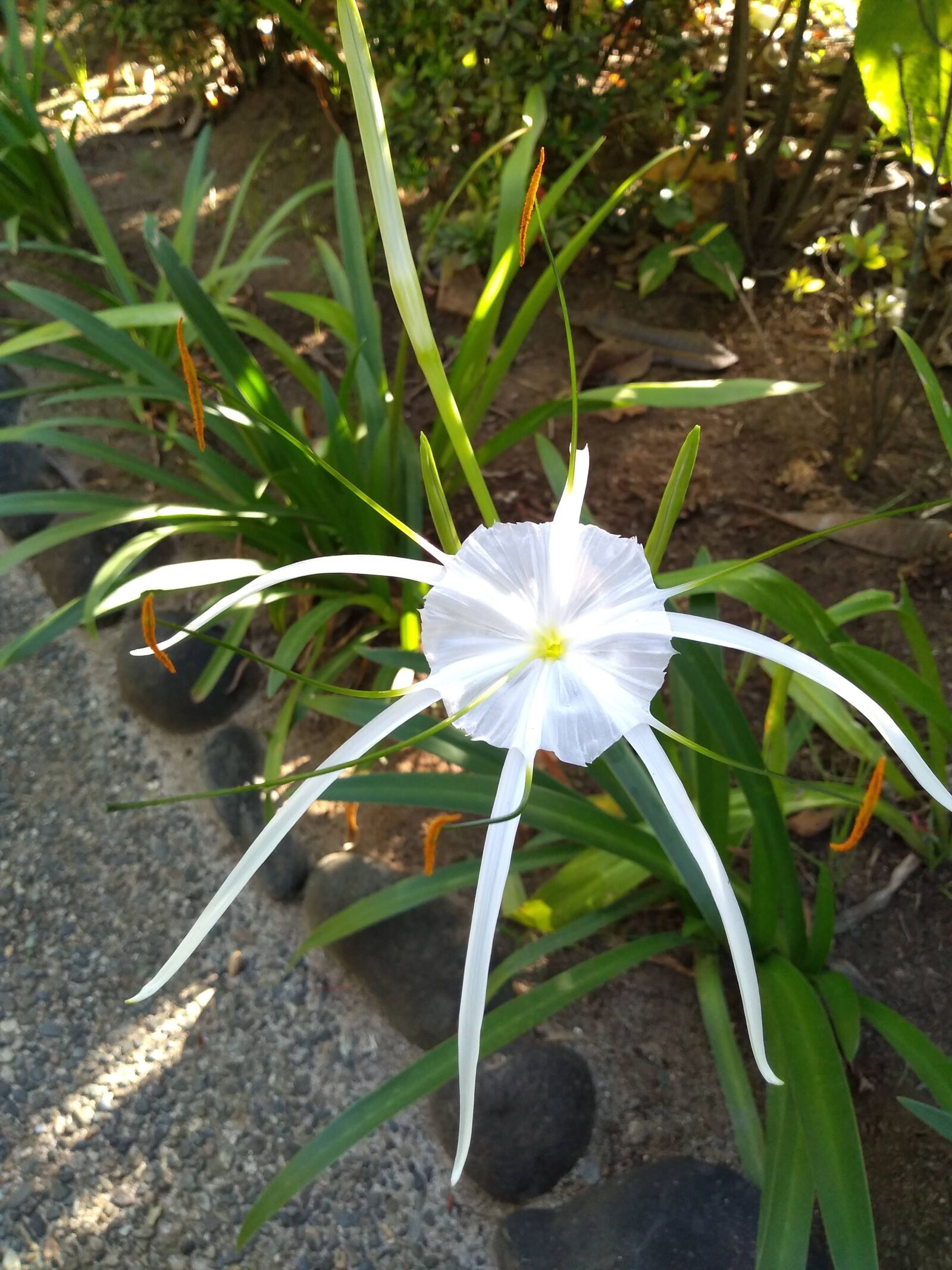 Motorola moto g(6) play sample photo. Flower, nature, spring photography