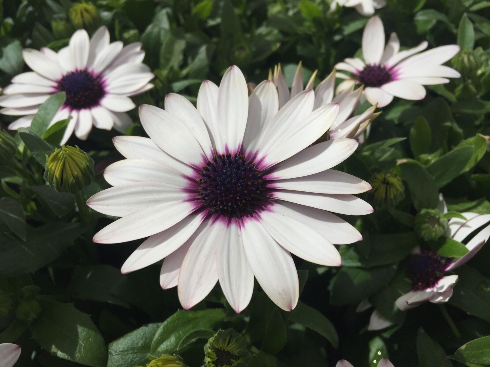 Apple iPhone 6 sample photo. Flower, purple flower, nature photography