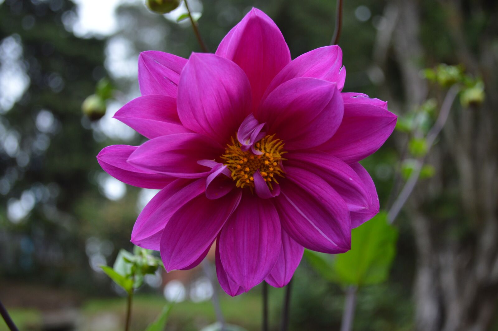 Nikon D3200 sample photo. Violet, flower, nature photography