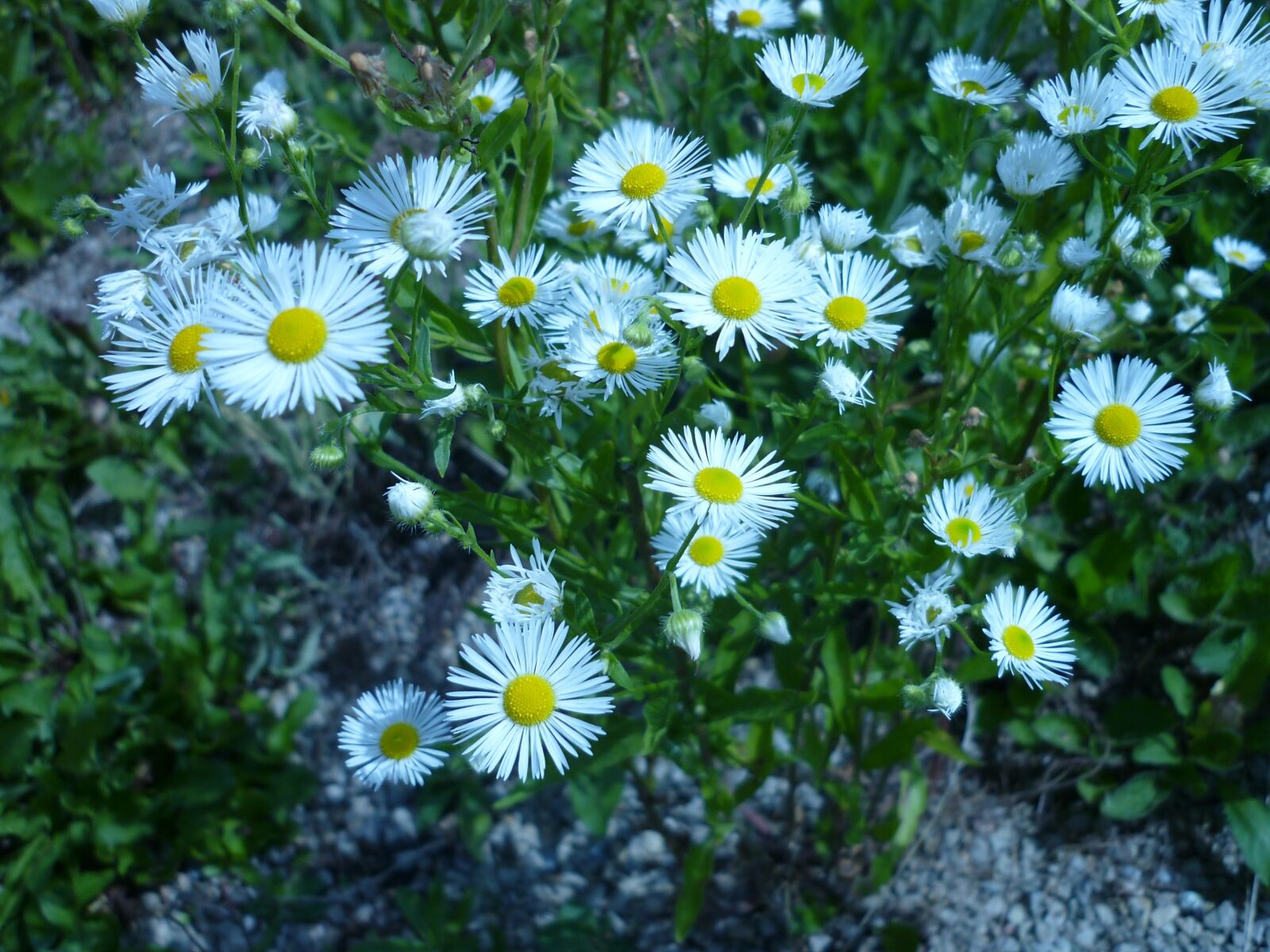 Panasonic Lumix DMC-FS6 sample photo. Flower, aster, nature photography