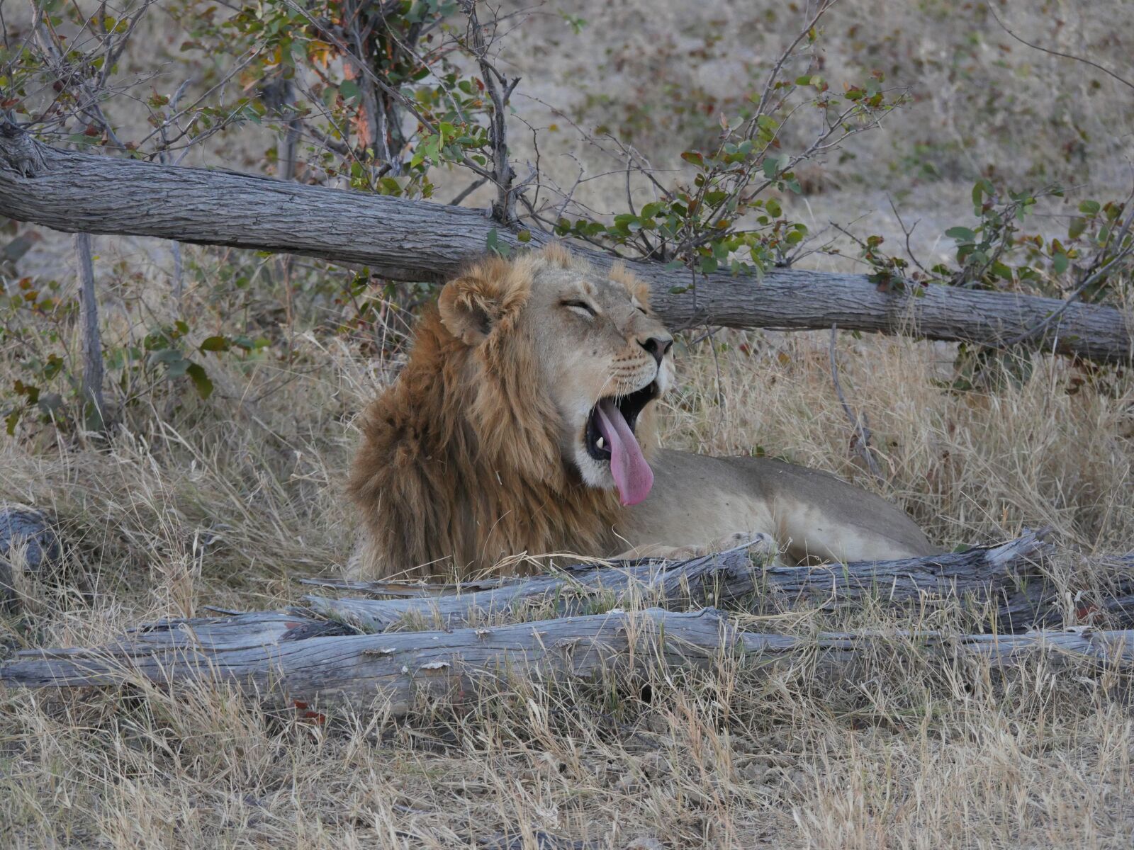 Panasonic Lumix DMC-GH4 sample photo. Botswana, lion, wildcat photography