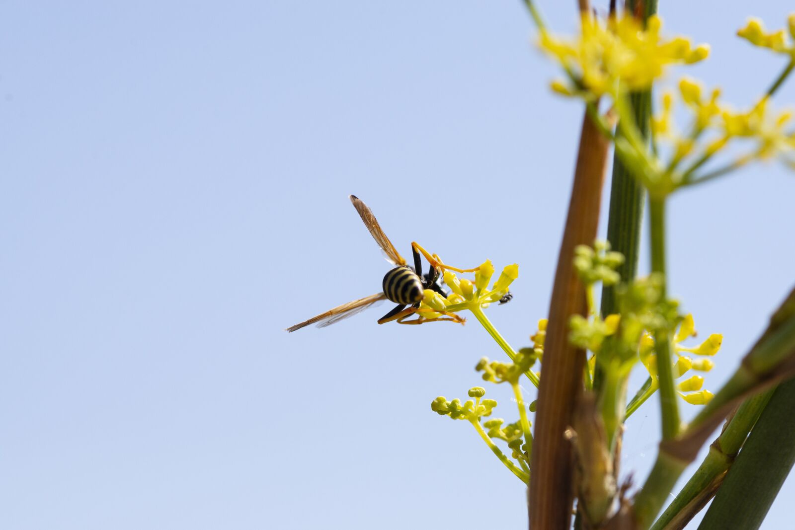 Nikon D600 sample photo. Wasp, nature, insect photography