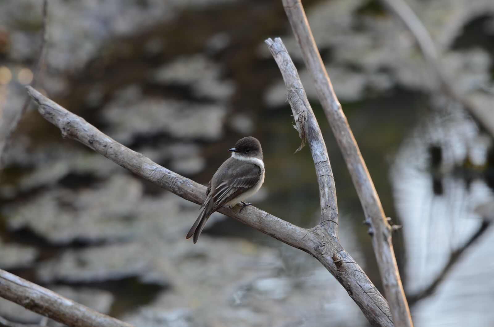 Nikon D7000 sample photo. Bird, feather, small photography
