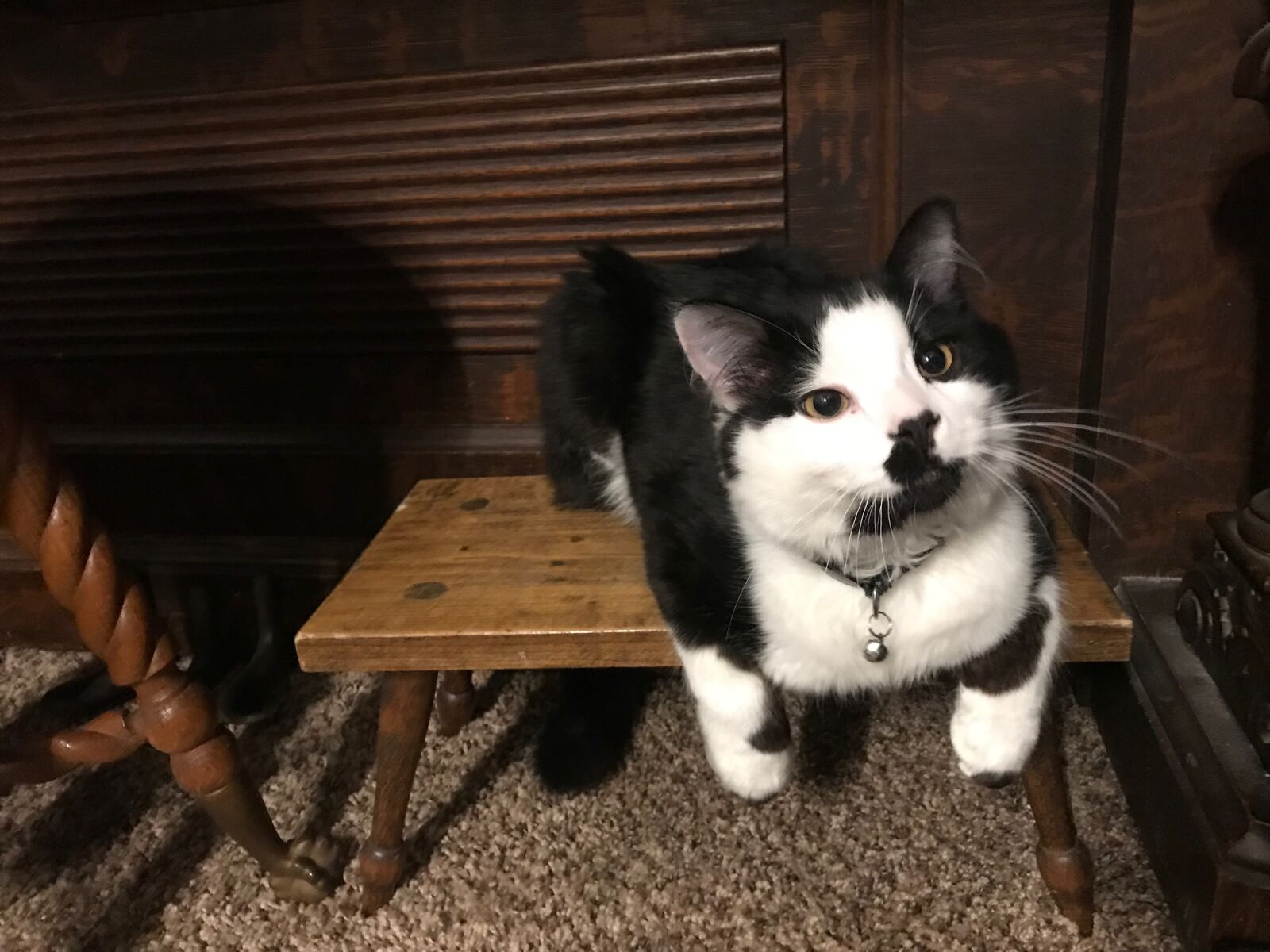 iPhone 7 back camera 3.99mm f/1.8 sample photo. Kitten, tuxedo, kitty photography