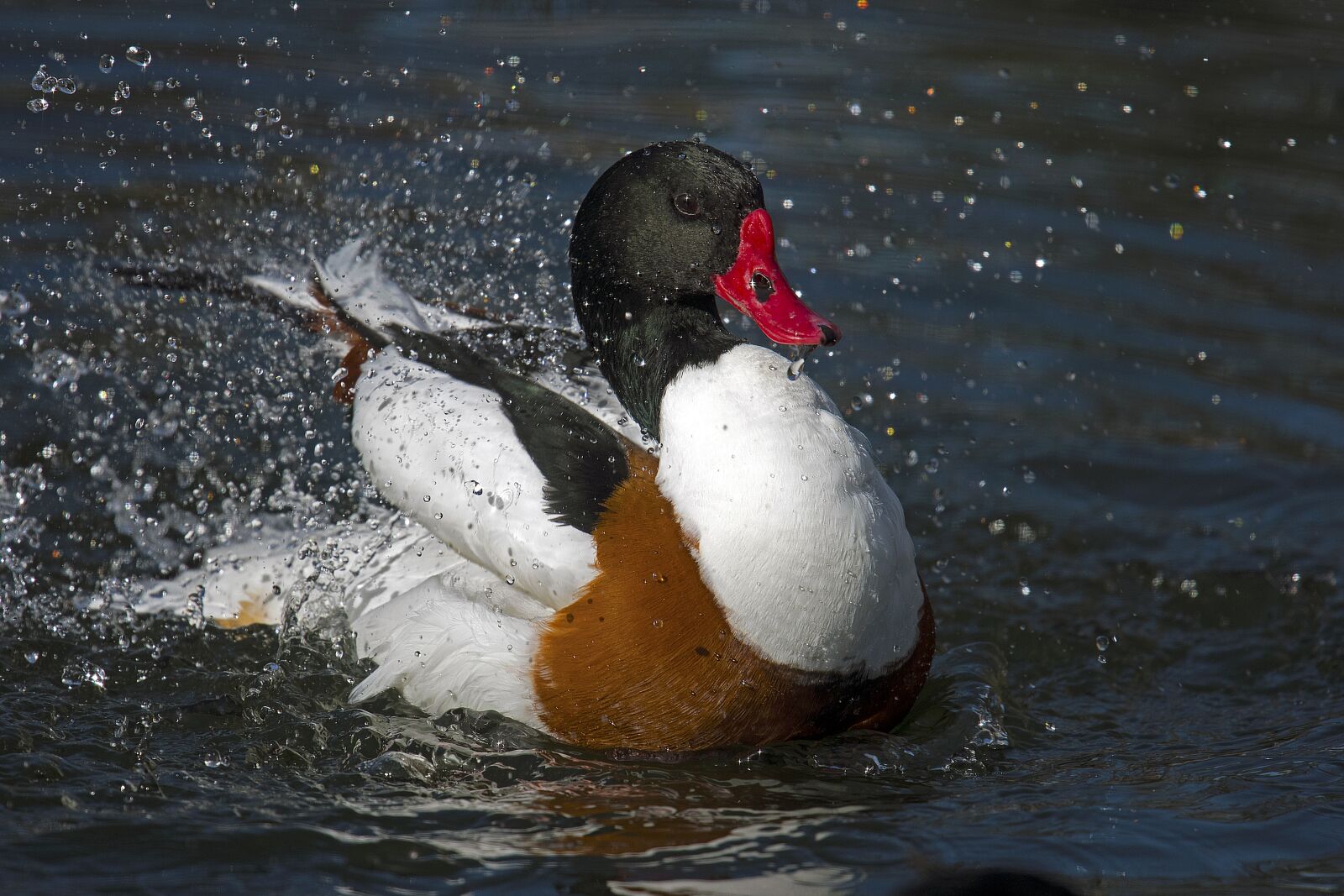 Nikon D500 sample photo. Ducks, brand goose, swim photography