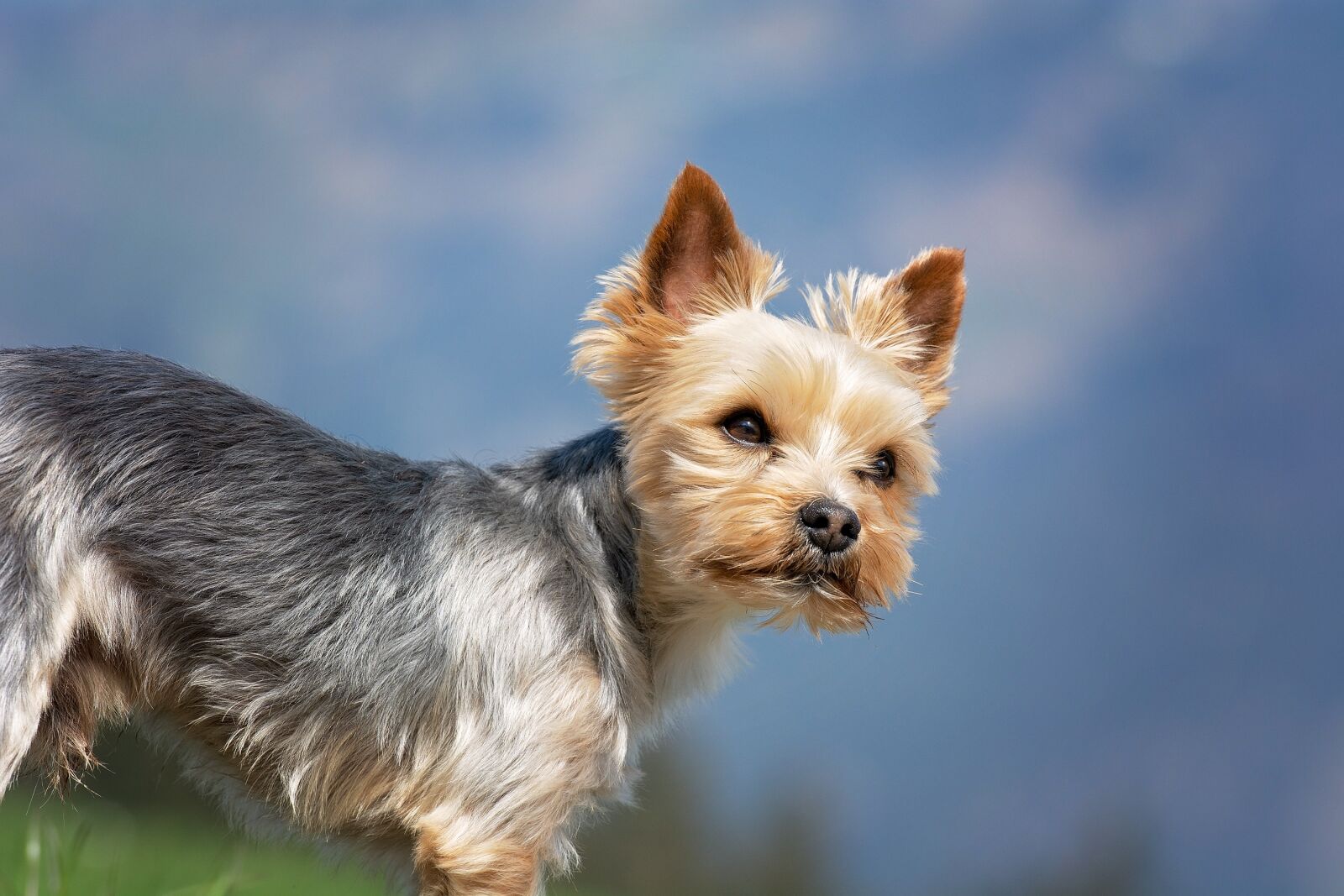 Nikon D7100 sample photo. Dog, small, out photography
