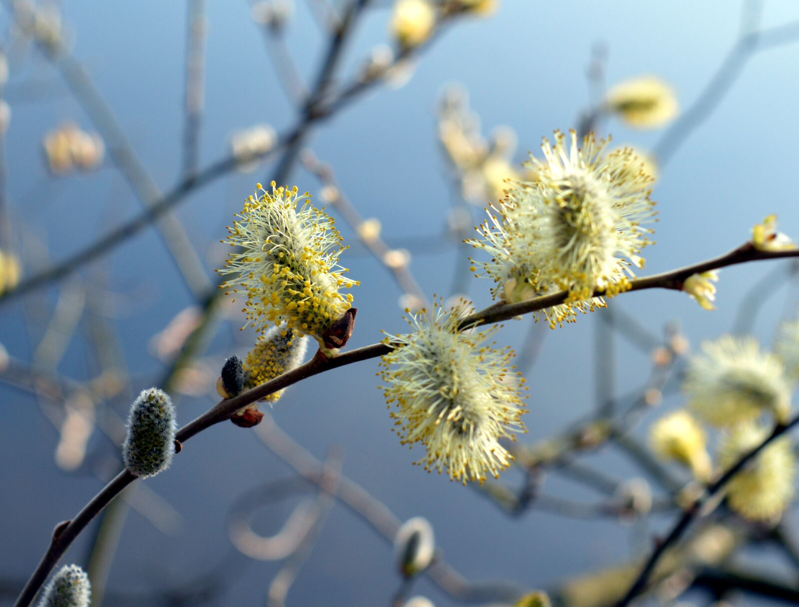Nikon D3200 sample photo. Willow catkin, blossom, bloom photography