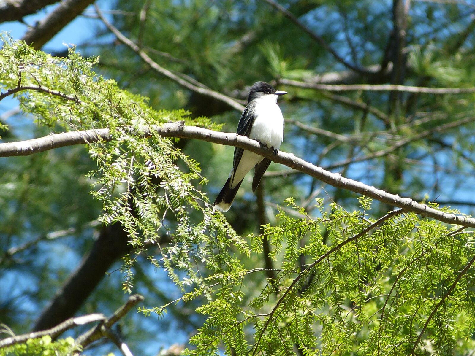 Panasonic Lumix DMC-FZ150 sample photo. Eastern kingbird, wildlife, perching photography