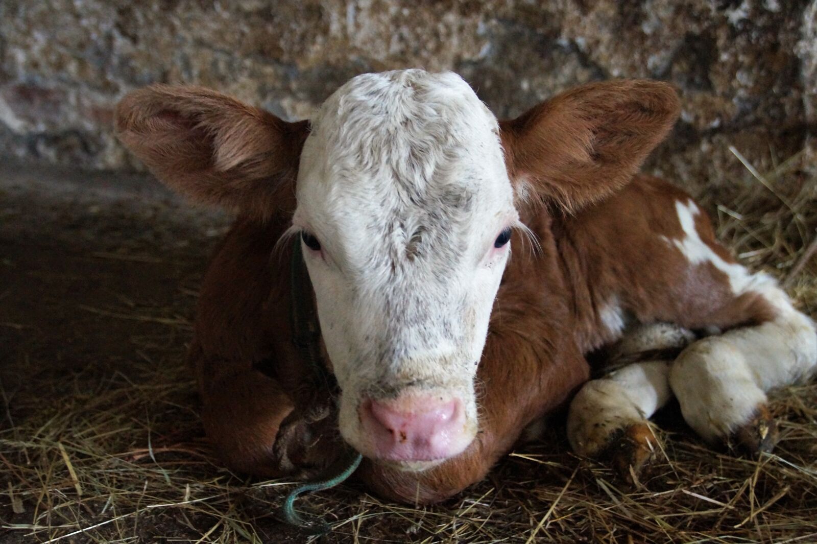 Sony SLT-A58 sample photo. Cow, calf, cub photography
