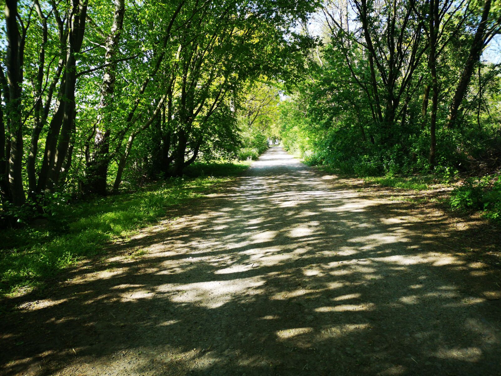 HUAWEI CLT-L29 sample photo. Forest, sun, landscape photography
