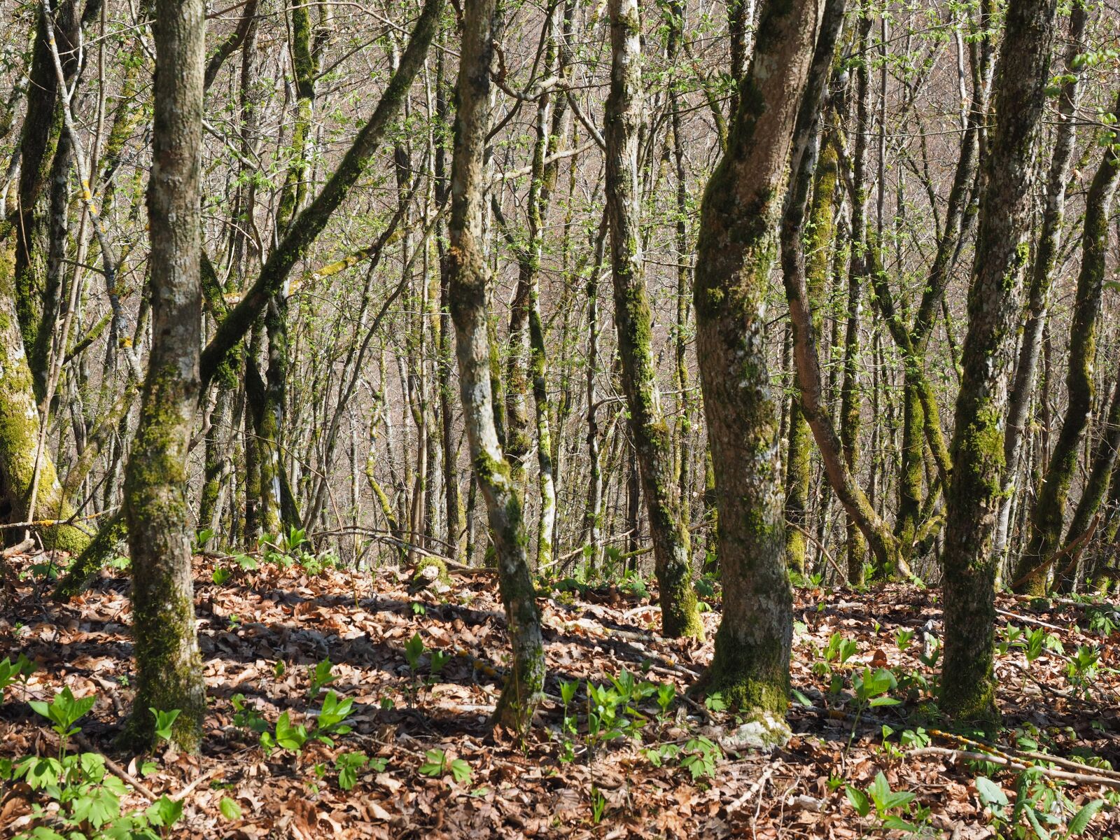 Olympus OM-D E-M1 + Olympus M.Zuiko Digital ED 12-40mm F2.8 Pro sample photo. Forest, tree trunks, nature photography