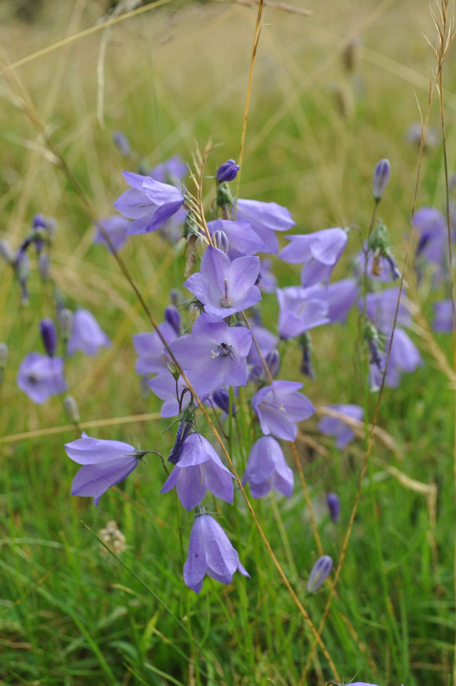 Nikon D5000 sample photo. Flowers, bluebells, mountain photography