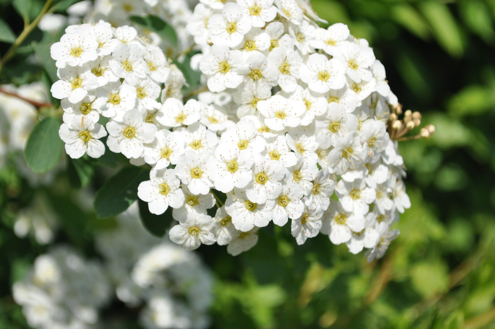 Nikon D90 sample photo. Flowers, flower, spring photography